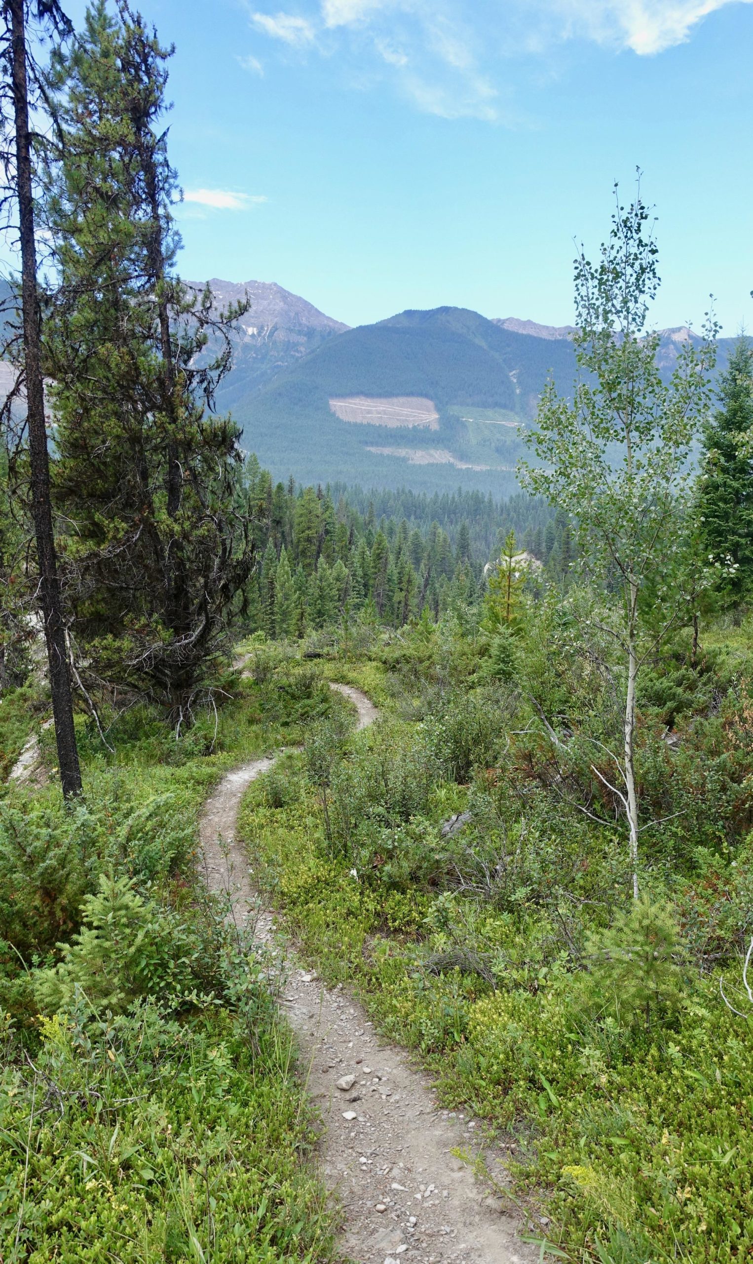 A winding dirt path leads through lush greenery in a mountainous landscape, with tall trees lining the trail and distant mountains visible against a clear blue sky. The scene conveys a sense of tranquility and natural beauty. Nipika Mountain Resort mountain bike trail.
