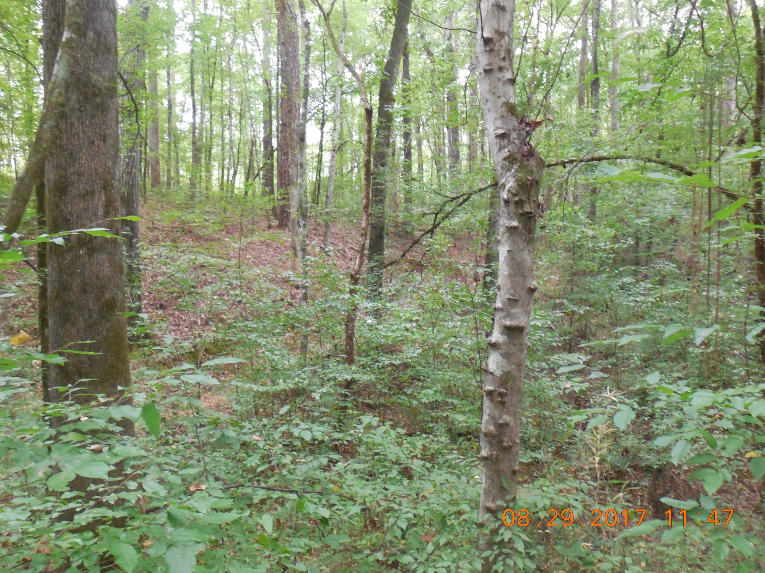 A lush, green forest scene featuring tall trees with a variety of foliage and underbrush. The ground is covered with leaves and plants, creating a natural, tranquil environment. Dauset Trails Nature Center mountain bike trail.