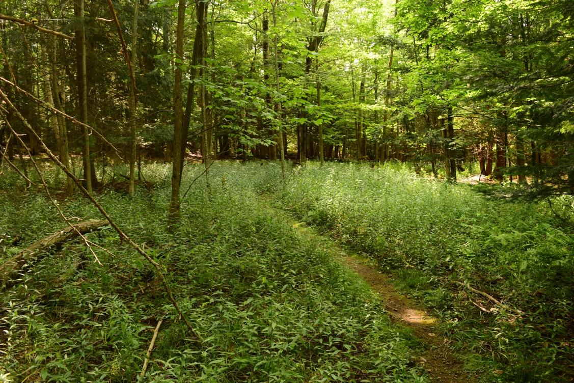 A lush forest scene featuring a narrow dirt path winding through greenery, surrounded by tall trees and dense underbrush, with dappled sunlight filtering through the leaves. Dewey Mountain mountain bike trail.