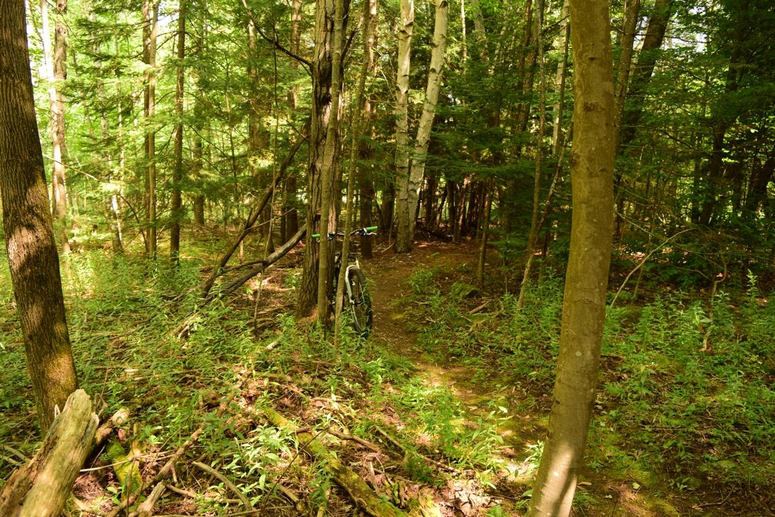 A narrow dirt path winds through a lush green forest, surrounded by tall trees and undergrowth. A bicycle leans against a tree along the trail, suggesting an outdoor adventure in nature. Sunlight filters through the leaves, illuminating the vibrant foliage. Dewey Mountain mountain bike trail.