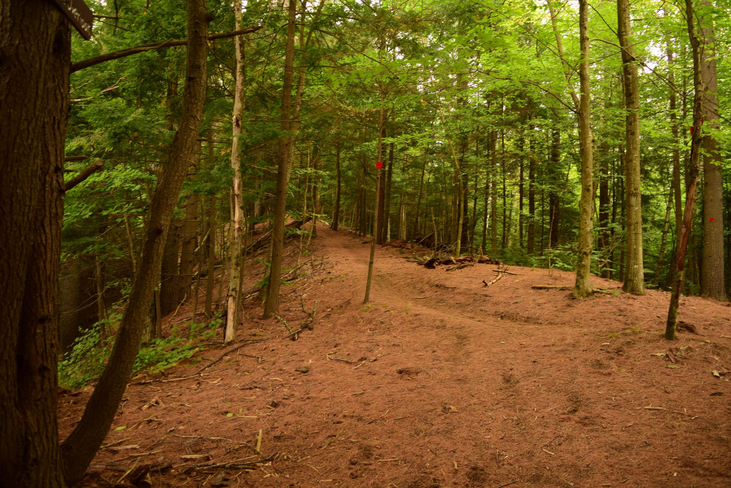 A narrow dirt path winding through a lush green forest, surrounded by tall, straight trees and a carpet of pine needles. Red marker signs are visible on some trees, and the area is dappled with soft light filtering through the foliage. Ski Bowl Park Bike Trails mountain bike trail.