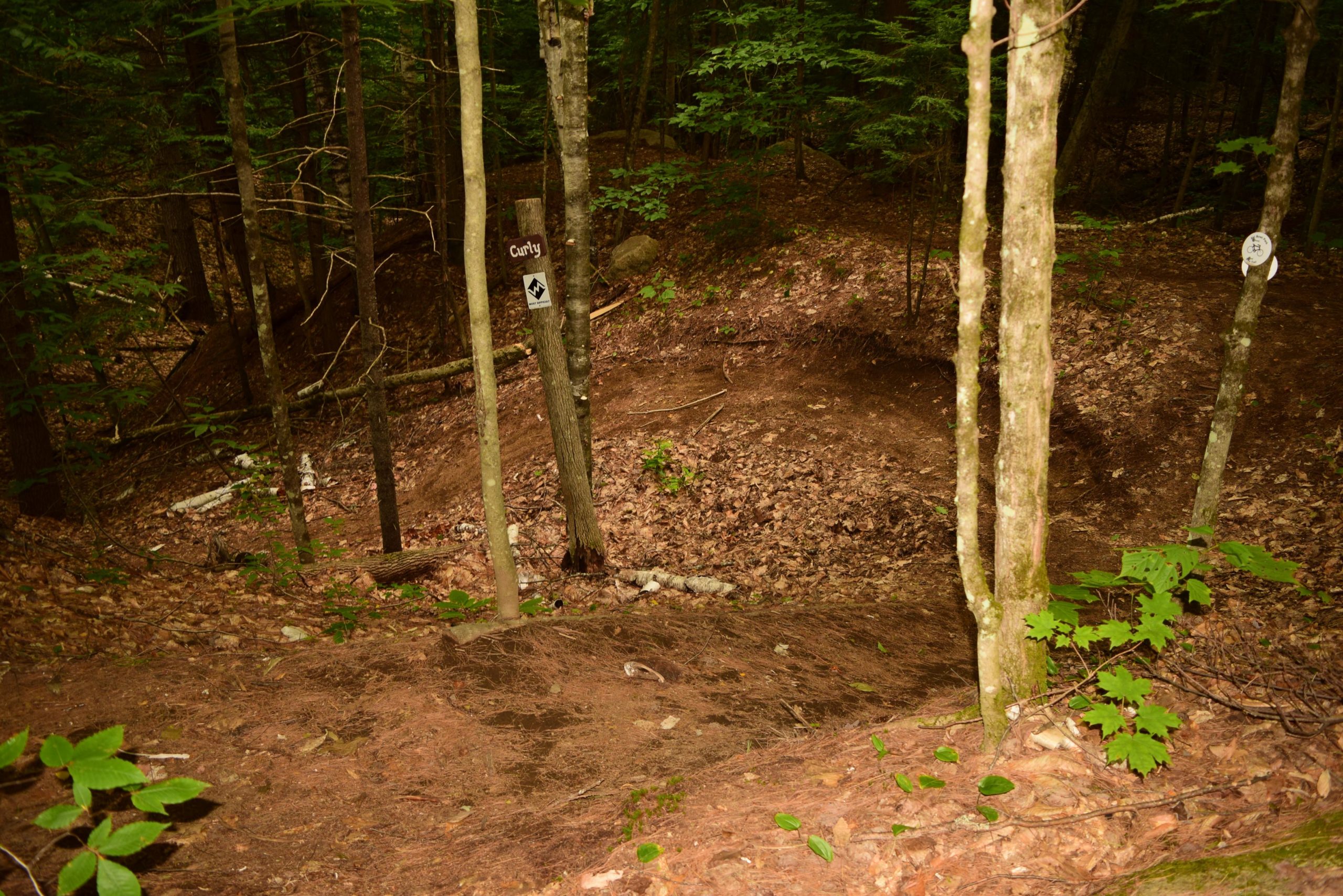 A forested area showing a dirt path with signage. One sign is marked "Curly," and there are additional trail markers visible on nearby trees. The ground is covered in fallen leaves and pine needles, surrounded by tall trees and lush greenery. The path appears to lead into a shaded area of the forest. Ski Bowl Park Bike Trails mountain bike trail.