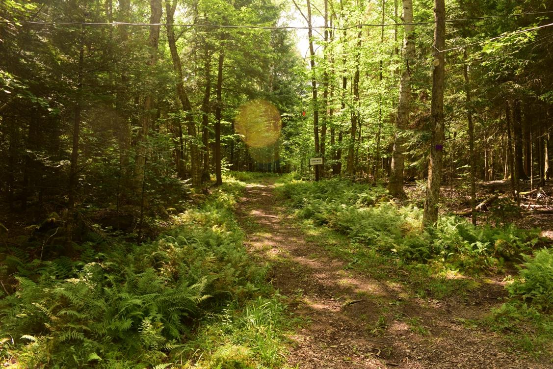 A sunlit forest path surrounded by lush green trees and ferns, with a sign indicating the direction. The scene conveys a tranquil, natural setting ideal for walking or hiking. Dewey Mountain mountain bike trail.