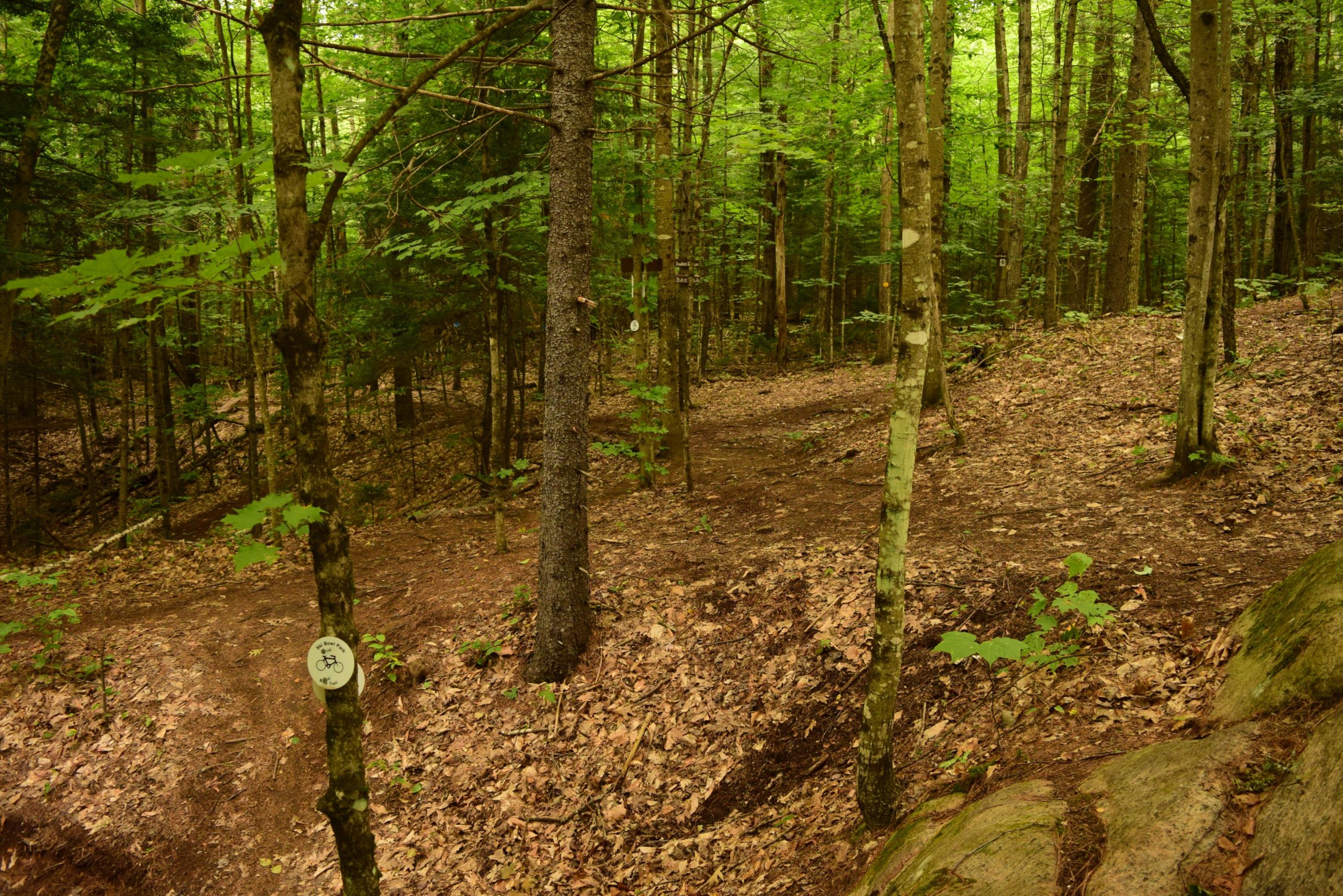A serene forest path with a mix of deciduous trees and lush green foliage. The ground is covered in a layer of fallen leaves, and a trail sign indicating a bike path is visible on a tree trunk to the left. The path winds through the trees, inviting exploration in a peaceful natural setting. Ski Bowl Park Bike Trails mountain bike trail.