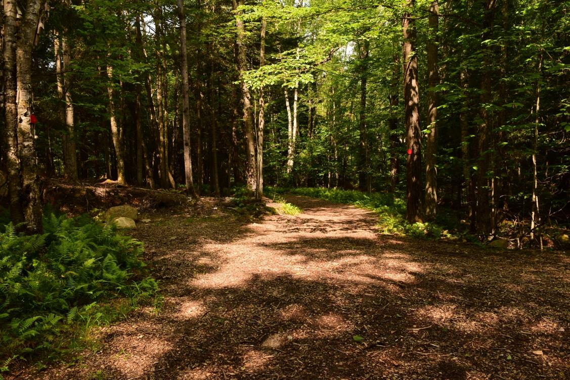 A serene forest path winding through lush greenery, with sunlight filtering through the leaves of tall trees. The ground is covered in a mix of dirt and scattered leaves, and ferns are visible along the sides of the trail. Red markers on the trees indicate the path direction. Dewey Mountain mountain bike trail.