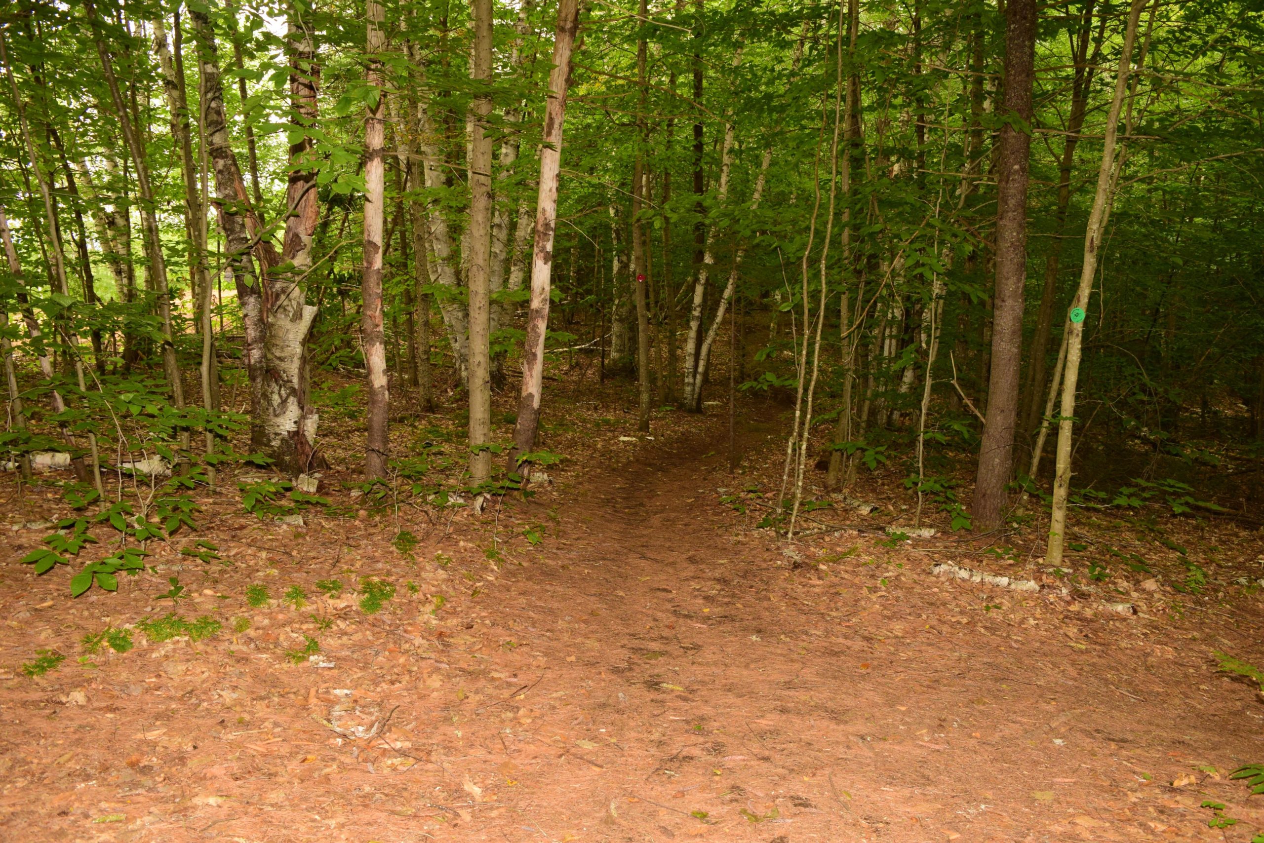 A narrow dirt path winding through a lush forest, surrounded by tall trees with green leaves and scattered fallen leaves on the ground. The scene conveys a tranquil, natural setting. Ski Bowl Park Bike Trails mountain bike trail.