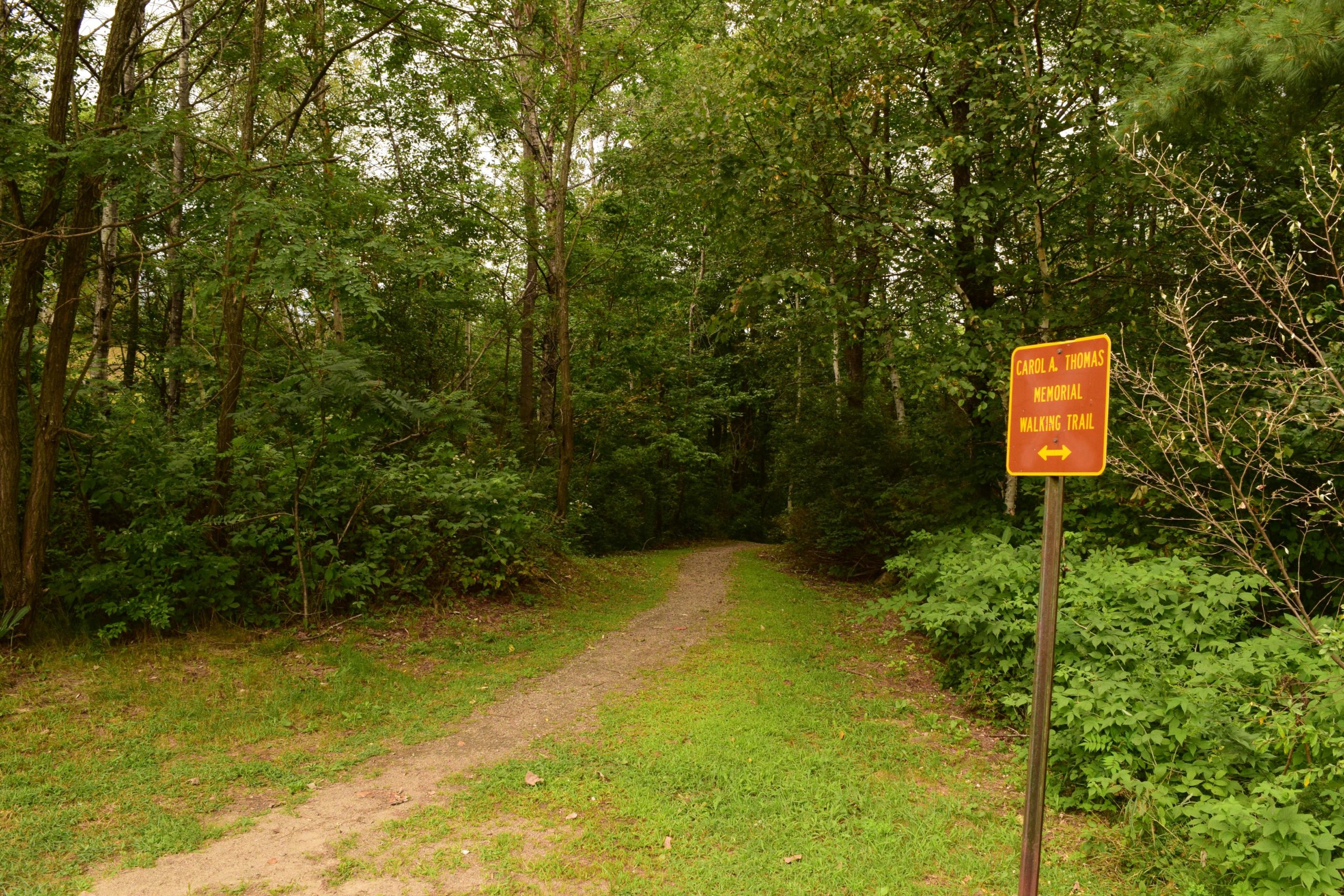 A scenic view of a dirt walking trail surrounded by lush green trees and bushes. A sign on the right indicates the "Carol A. Thomas Memorial Walking Trail," directing walkers with arrows to the left and right. The pathway appears inviting and surrounded by the tranquility of nature. Ski Bowl Park Bike Trails mountain bike trail.