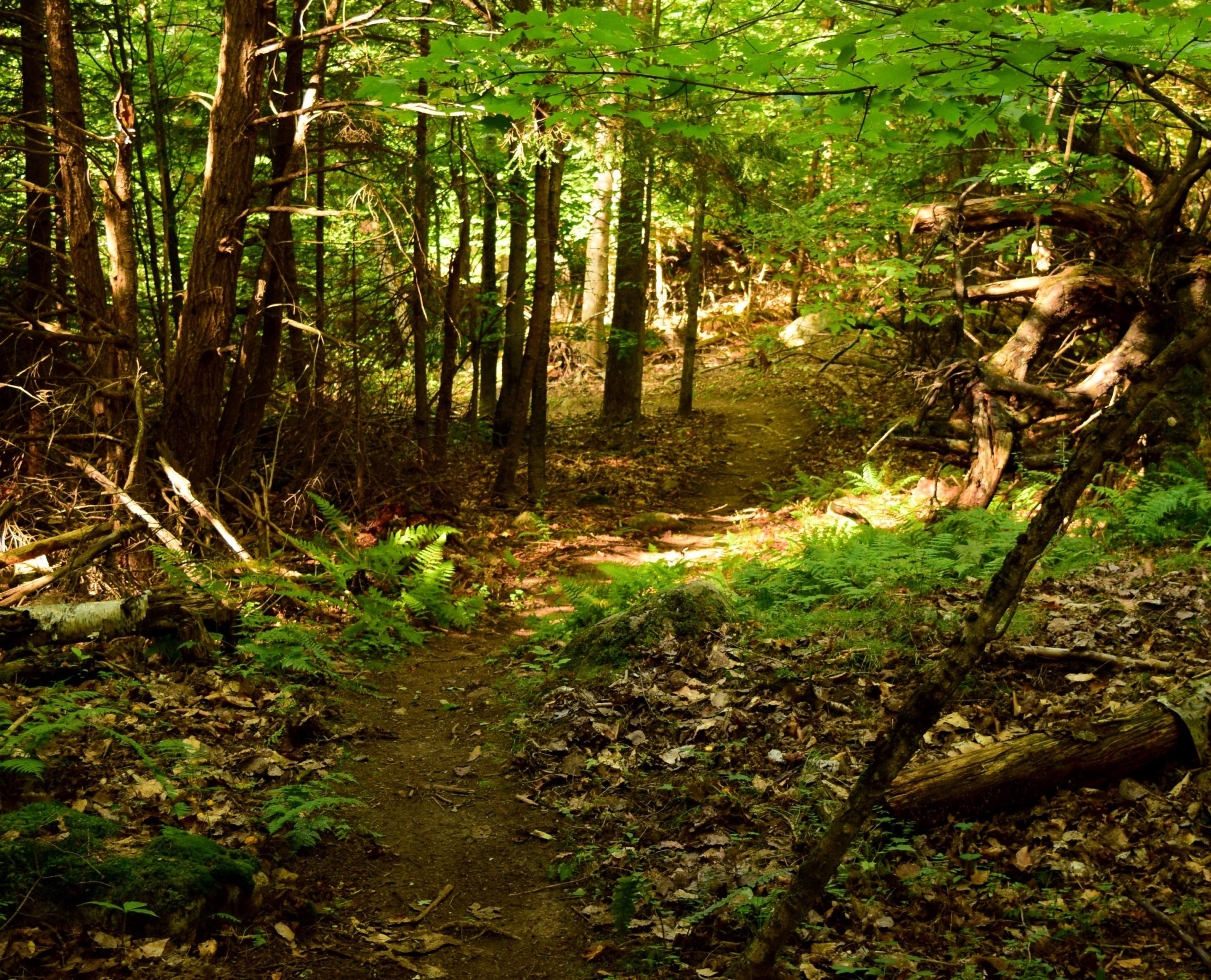 A serene forest landscape featuring a winding dirt path surrounded by tall trees, lush greenery, and scattered leaves on the ground. Sunlight filters through the foliage, creating a dappled light effect on the path, enhancing the tranquil atmosphere of the wooded area. Mount Pisgah Ski Area mountain bike trail.