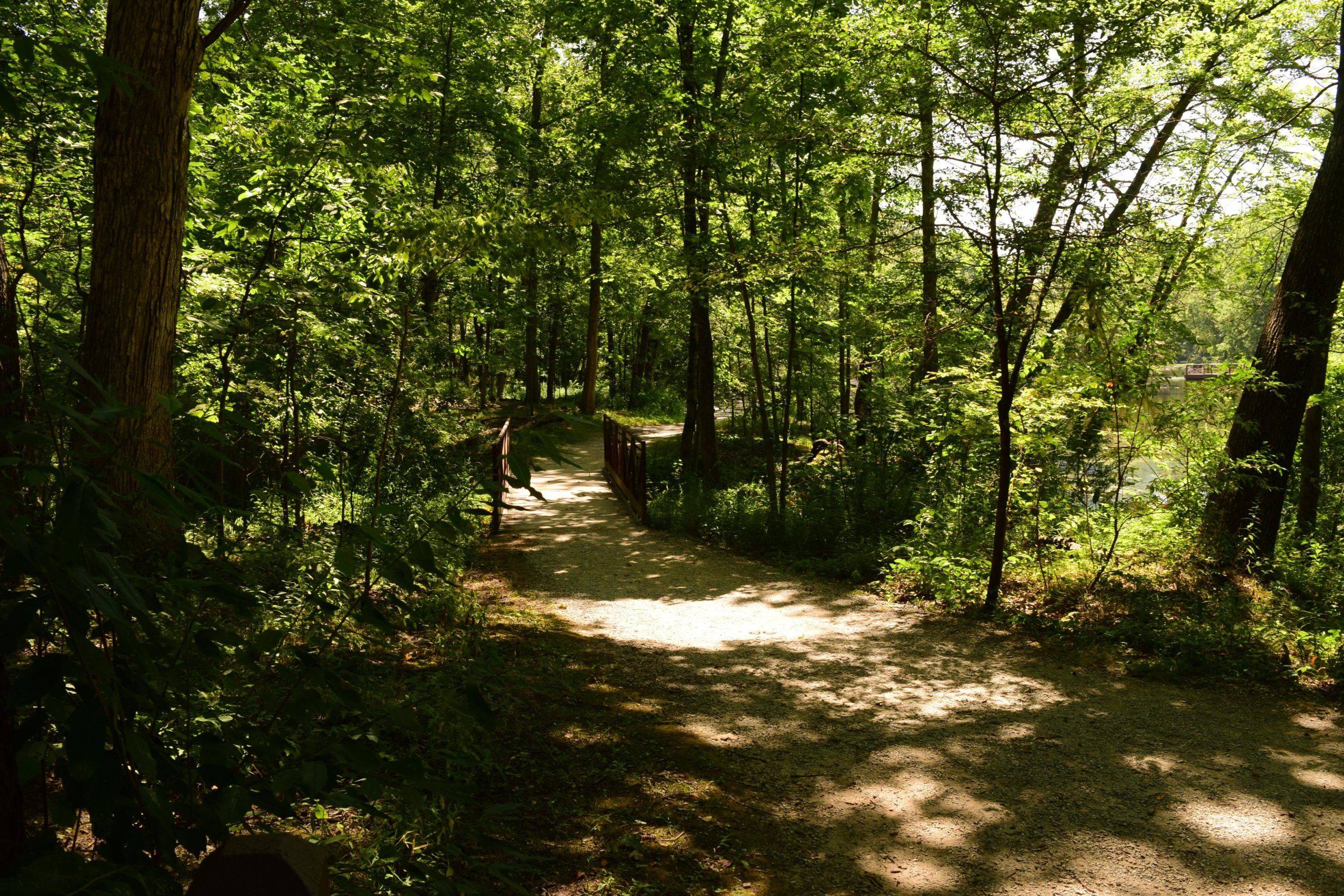 A sunlit forest path winding through dense greenery, featuring a small bridge crossing over a stream, surrounded by tall trees and vibrant foliage. Oak Openings -- Beach Ridge Singletrack Trail mountain bike trail.