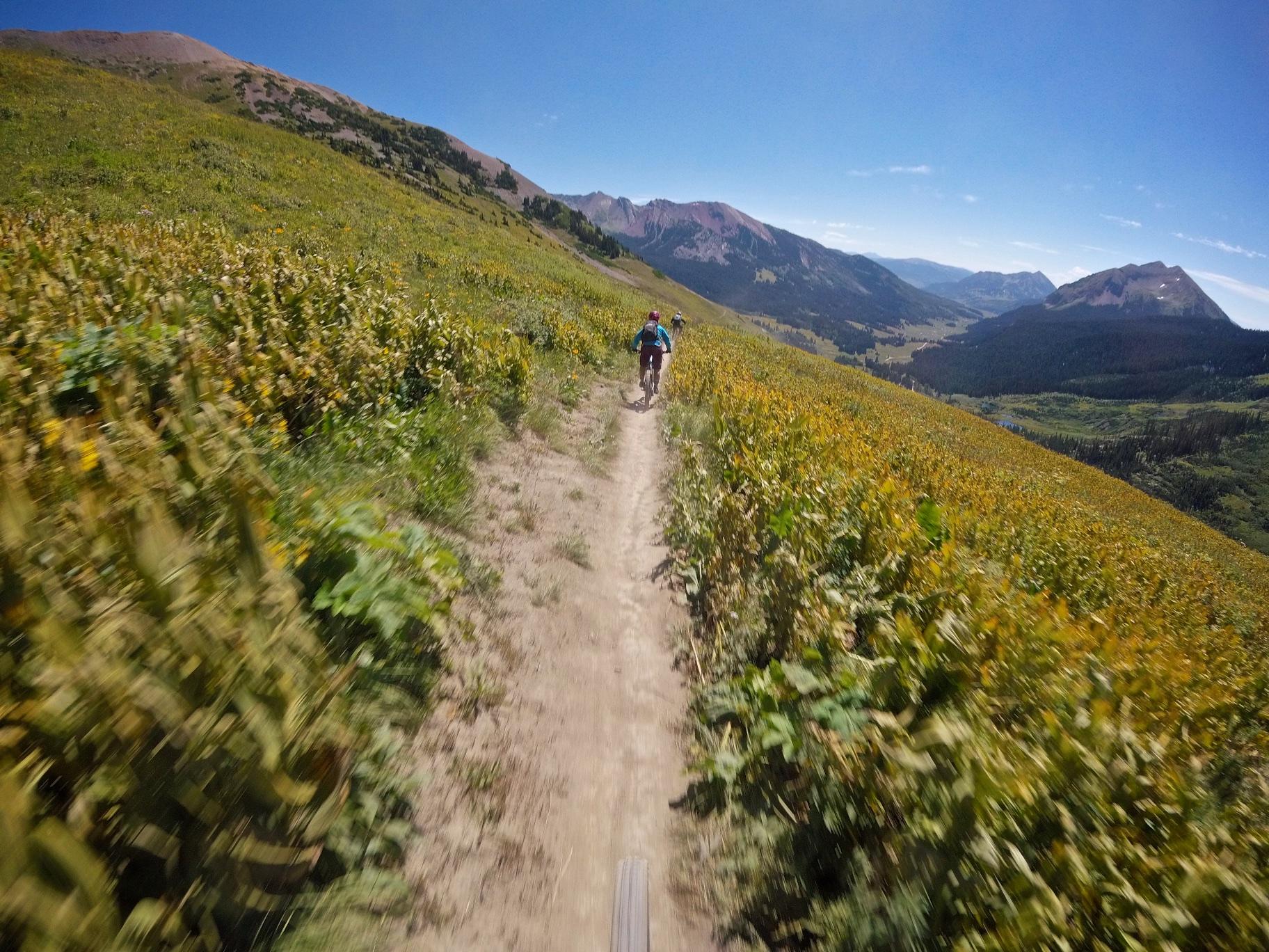Two mountain bikers riding along a narrow dirt trail surrounded by vibrant yellow wildflowers and lush greenery, with mountains and a blue sky in the background. The scene captures a sense of adventure and the beauty of nature. Trail 401 mountain bike trail.