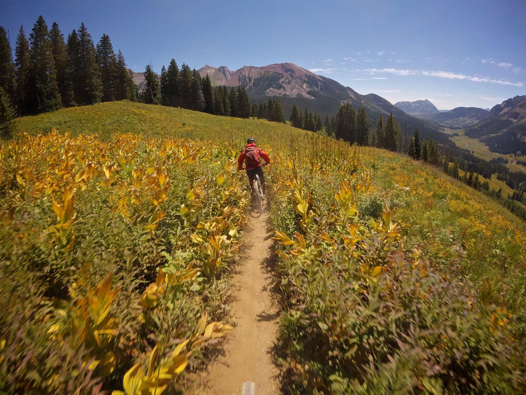 A person riding a mountain bike along a narrow dirt trail, surrounded by vibrant yellow and green foliage, with towering trees and mountains in the background under a clear blue sky. Trail 401 mountain bike trail.