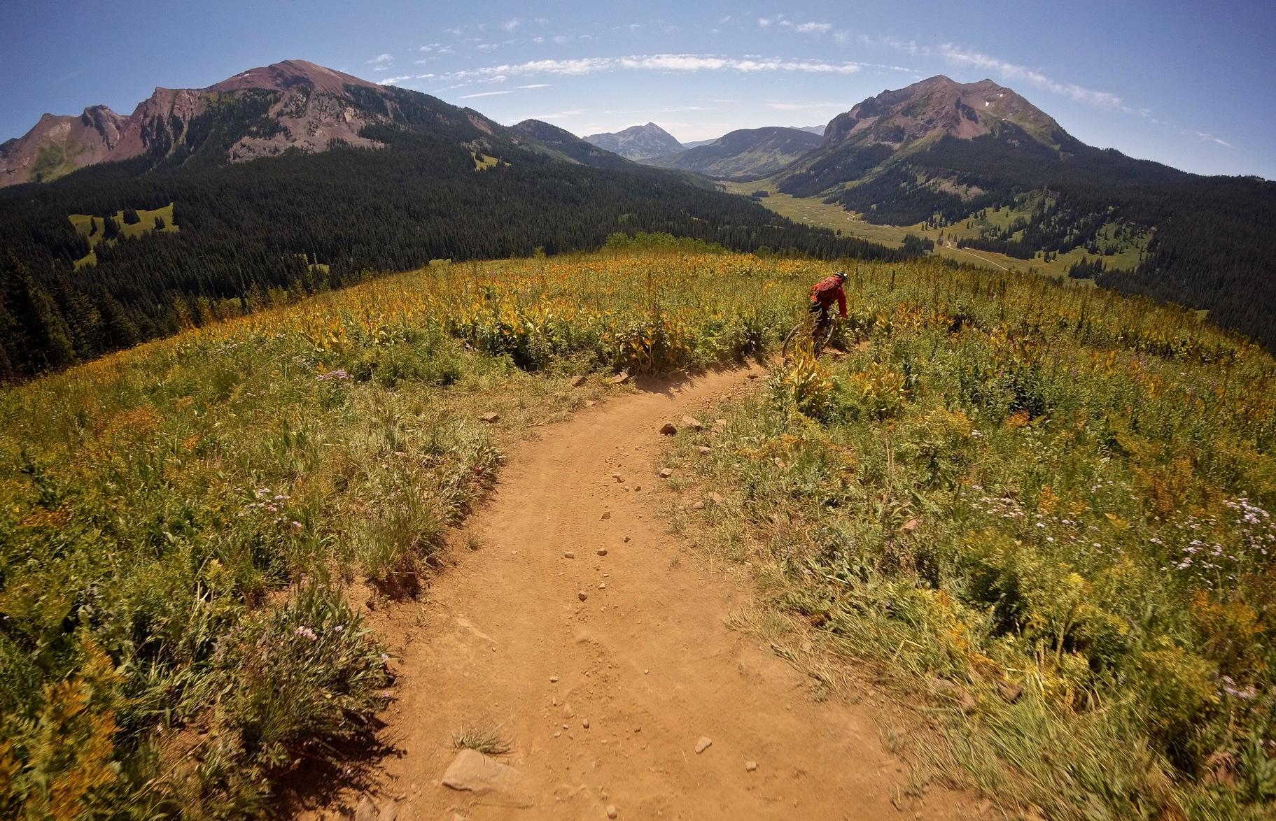 A mountain biker navigating a winding dirt trail amidst a vibrant field of wildflowers, with expansive mountain ranges and a clear blue sky in the background. Trail 401 mountain bike trail.