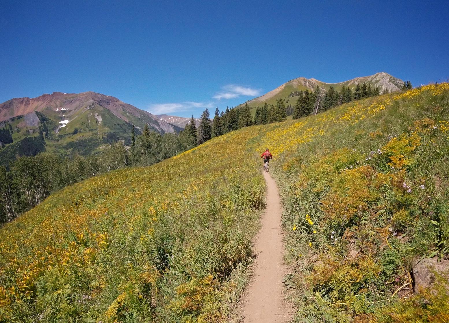 A hiker walking on a dirt path through a vibrant meadow filled with wildflowers, surrounded by mountains and blue sky. Trail 401 mountain bike trail.