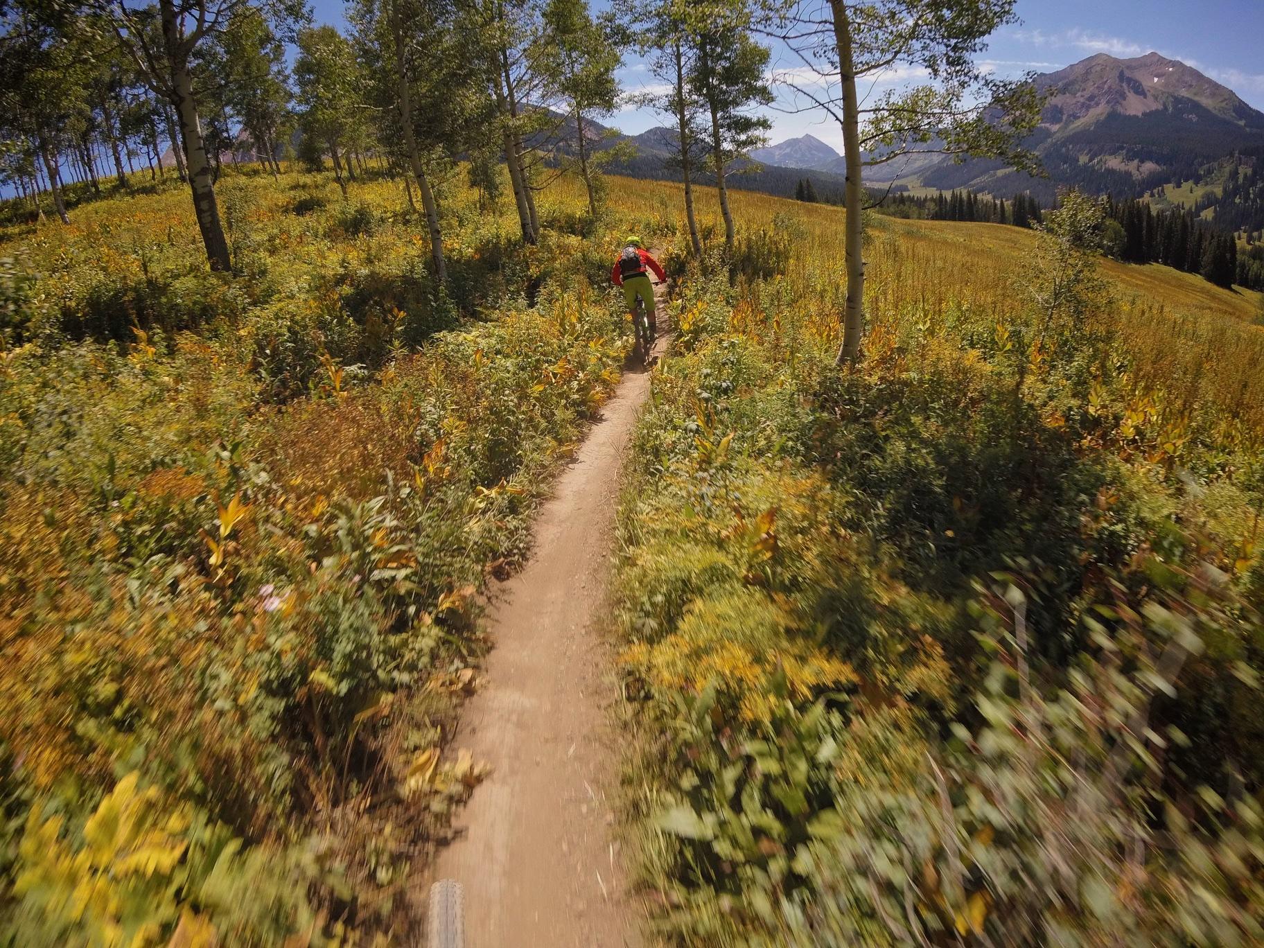 A mountain biker rides quickly along a winding dirt trail through a vibrant landscape of green and yellow foliage, surrounded by tall trees and mountains in the background under a bright blue sky. Trail 401 mountain bike trail.
