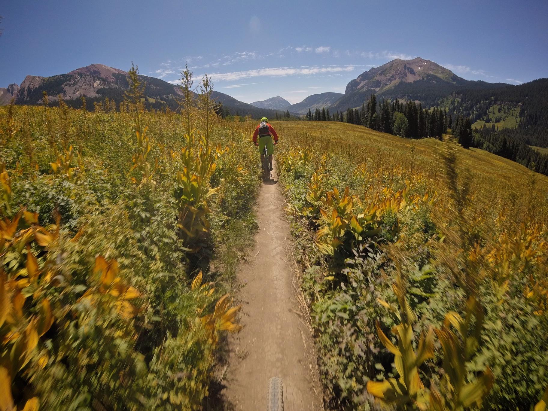 A mountain biker riding along a narrow trail through a field of tall green and yellow grass, with mountains in the background under a clear blue sky. Trail 401 mountain bike trail.