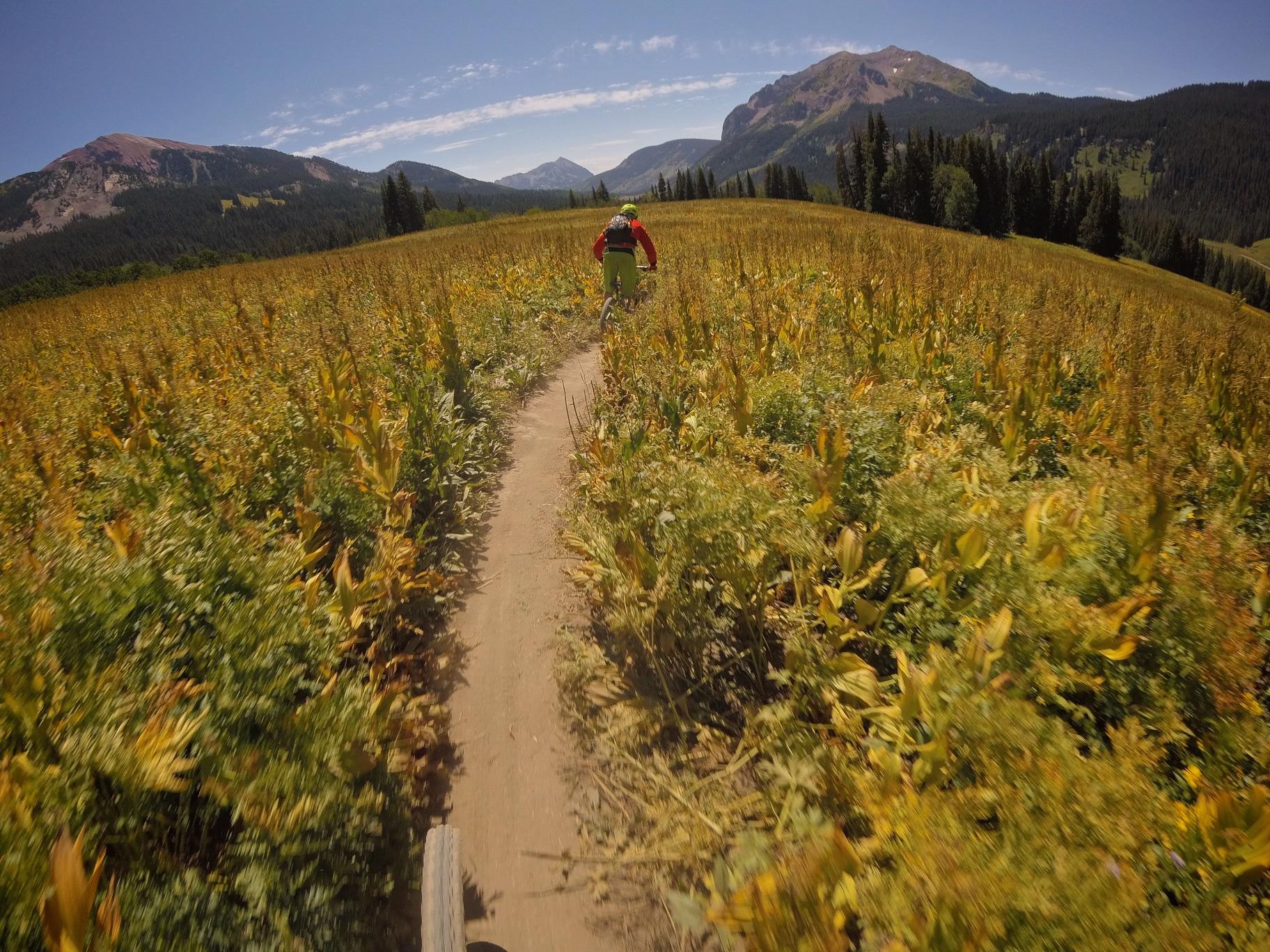 A mountain biker rides along a winding dirt trail through a field of tall, golden vegetation, set against a backdrop of majestic mountains and a clear blue sky. Trail 401 mountain bike trail.