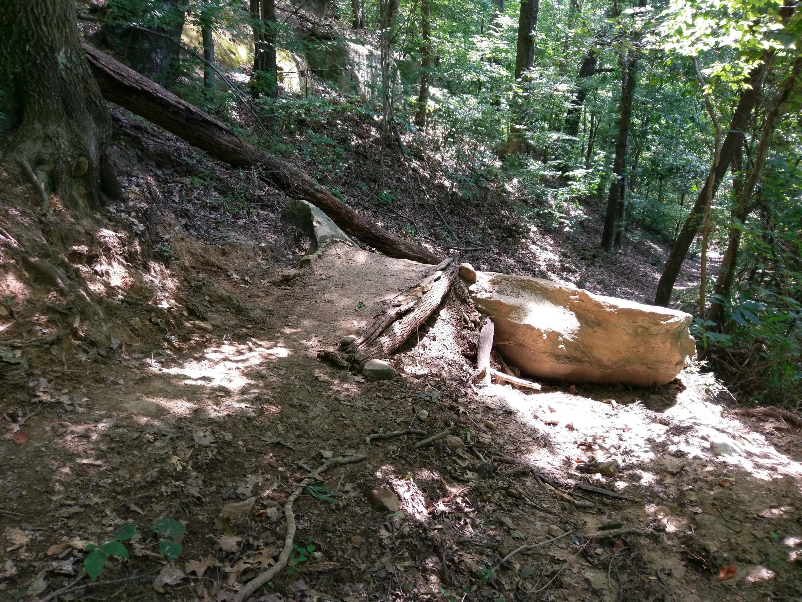 A narrow dirt path winds through a green forest, bordered by trees and underbrush. A fallen tree and a large rock are visible, adding natural elements to the landscape. Sunlight filters through the leaves, creating a dappled light effect on the ground. Strouds Run State Park mountain bike trail.