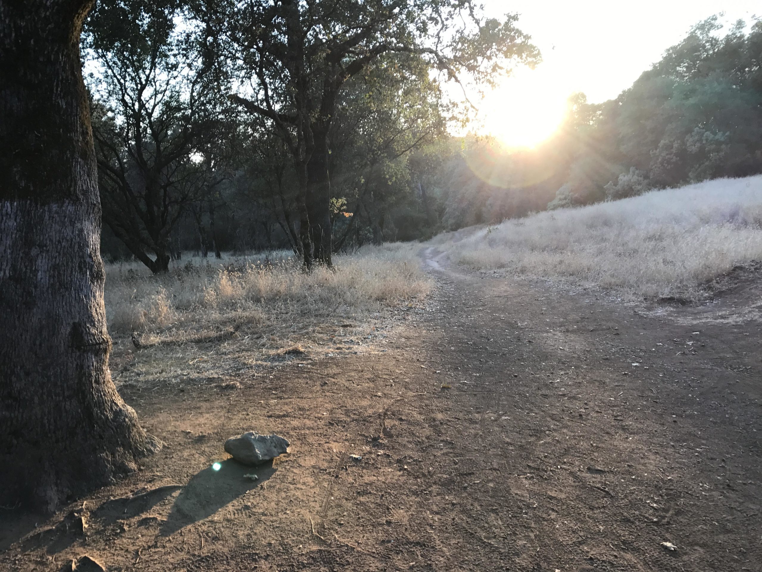 A serene outdoor scene at sunset, featuring a dirt path winding through a grassy area. A sturdy tree stands on the left, with a stone resting on the ground nearby. The sun sets behind the trees in the background, illuminating the scene with warm light. Culvert Trail mountain bike trail.