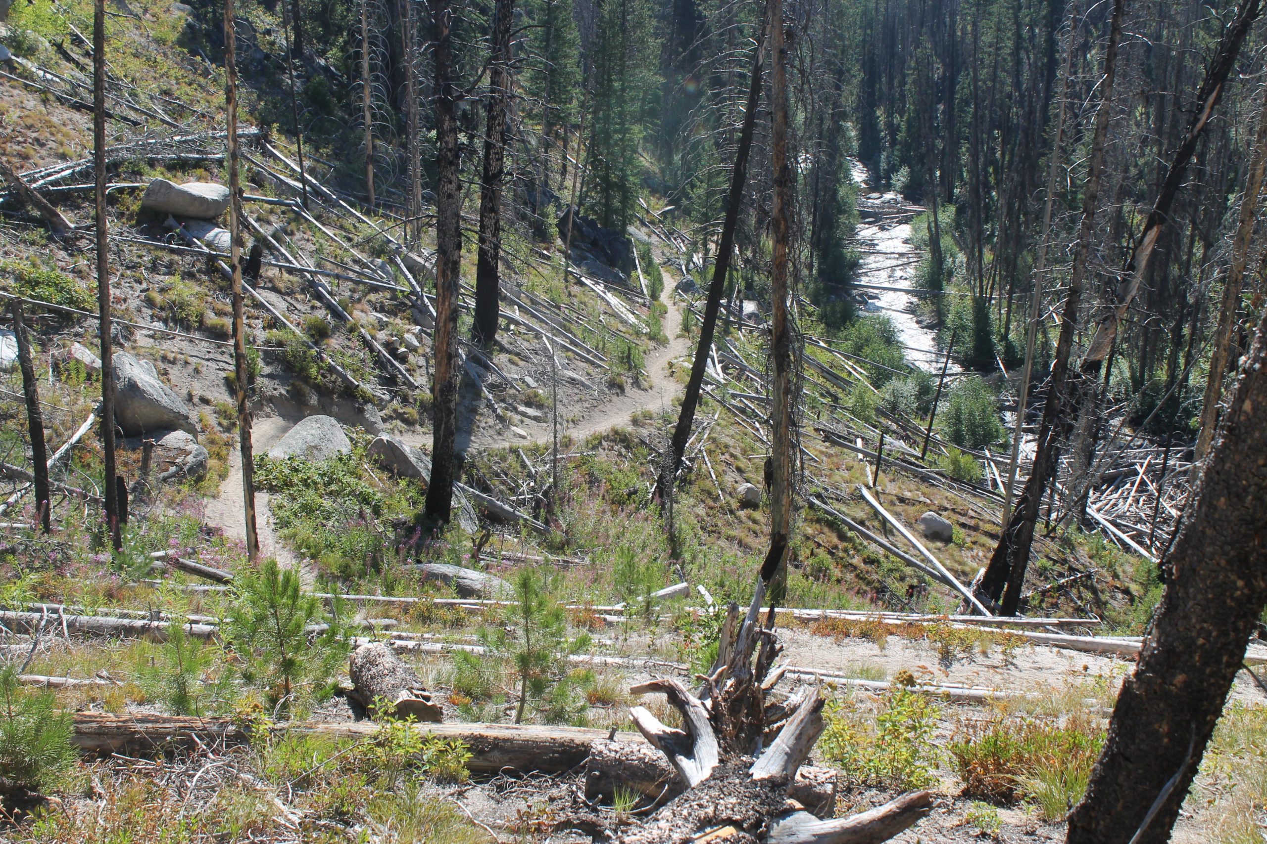 A panoramic view of a forested valley with a winding trail cutting through the landscape. The scene features patches of grass, rocks, and fallen tree trunks amidst a backdrop of trees, some appearing scorched or dead. A river can be seen flowing along the bottom of the valley, surrounded by greenery. The sunlight illuminates the area, creating a serene and natural atmosphere. Loon Lake Trail mountain bike trail.