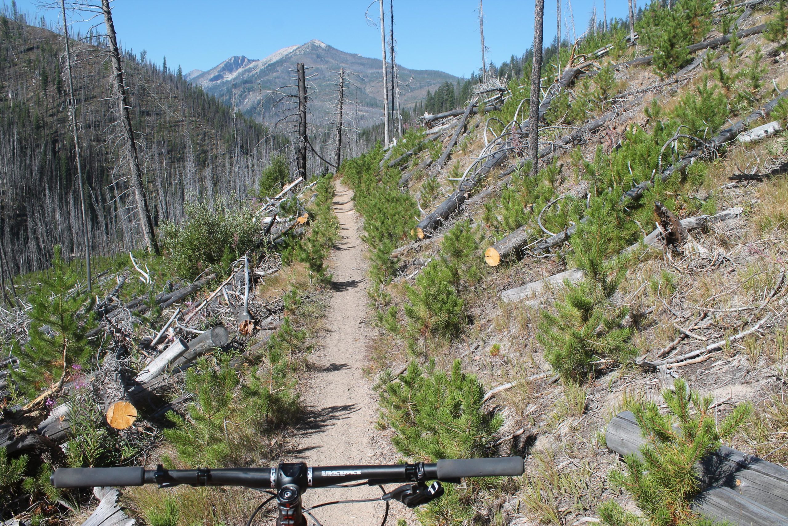 Mountain biking trail winding through a forested area with some recently fallen trees and newly growing pine saplings, under a clear blue sky with mountains in the background. The view is directed from the handlebars of a bike. Loon Lake Trail mountain bike trail.