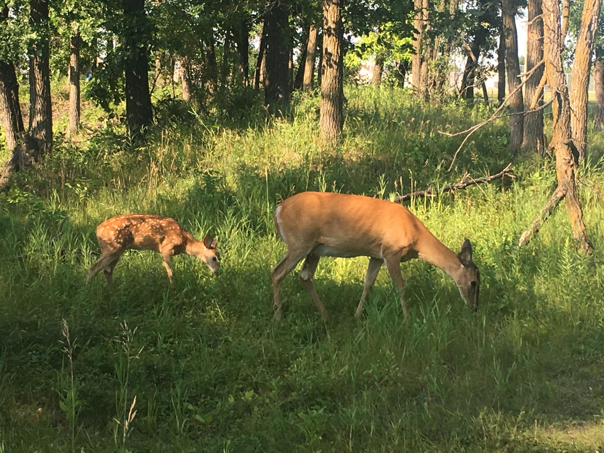 A mother deer and her fawn grazing together in a grassy area surrounded by trees. The fawn has distinctive white spots on its back, while the mother has a solid brown coat. The scene captures a peaceful moment in nature. Seine River mountain bike trail.