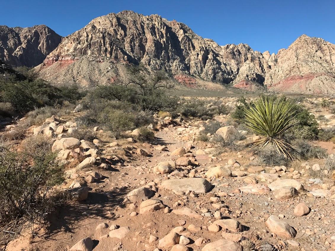 A rocky desert landscape featuring a winding dirt path surrounded by various shrubs and plants, with large, rugged mountains in the background under a clear blue sky. Blue Diamond mountain bike trail.