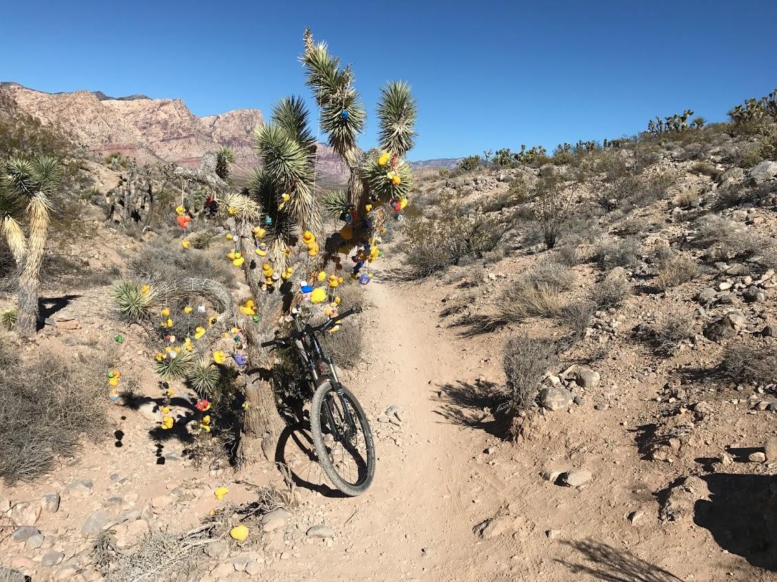 A mountain bike rests against a desert tree decorated with colorful rubber duckies. The background features rocky hills under a clear blue sky, while a dusty trail leads through the arid landscape dotted with shrubs and sparse vegetation. Blue Diamond mountain bike trail.