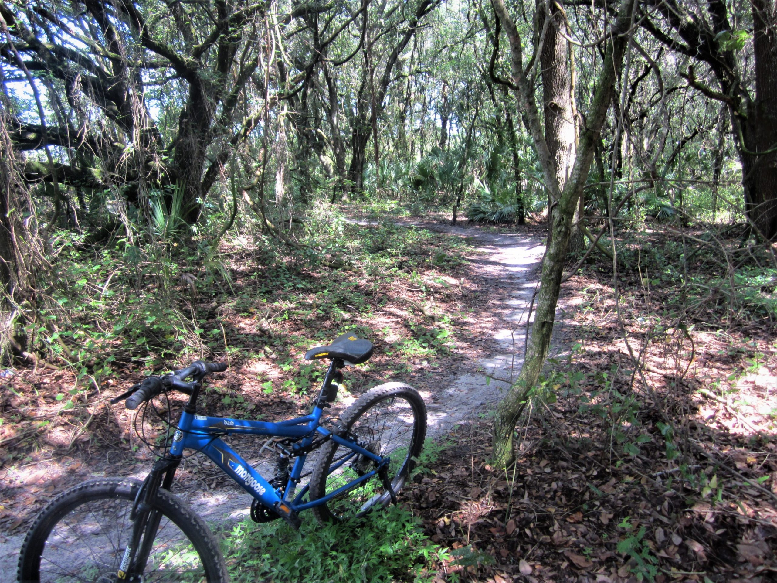A blue mountain bike is resting on the ground beside a narrow dirt path winding through a dense, green forest. Tall trees and thick underbrush surround the trail, with patches of sunlight filtering through the leaves. Loyce E. Harpe Park mountain bike trail.