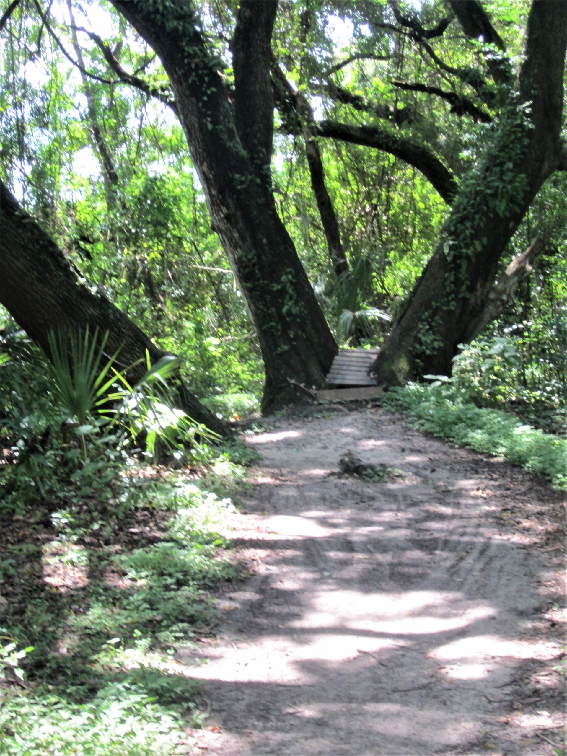 A winding dirt path surrounded by lush greenery, with two large trees forming a V-shape overhead. A small wooden bridge is visible in the distance, leading through the dense foliage. Sunlight filters through the leaves, creating dappled patterns on the ground. Loyce E. Harpe Park mountain bike trail.