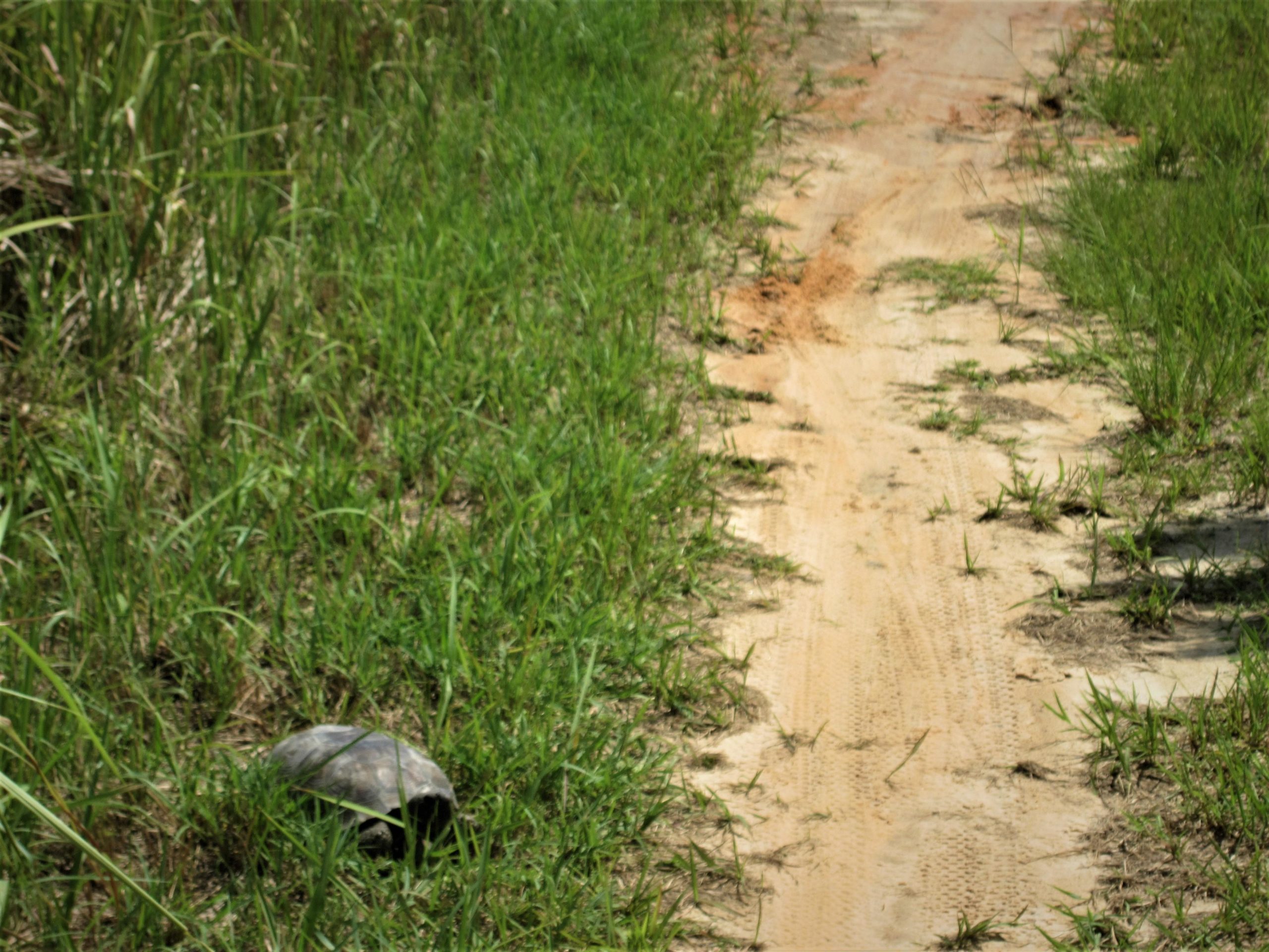 A turtle resting on the ground next to a sandy path, surrounded by tall green grass. The scene is bright and natural, depicting a tranquil outdoor environment. Loyce E. Harpe Park mountain bike trail.