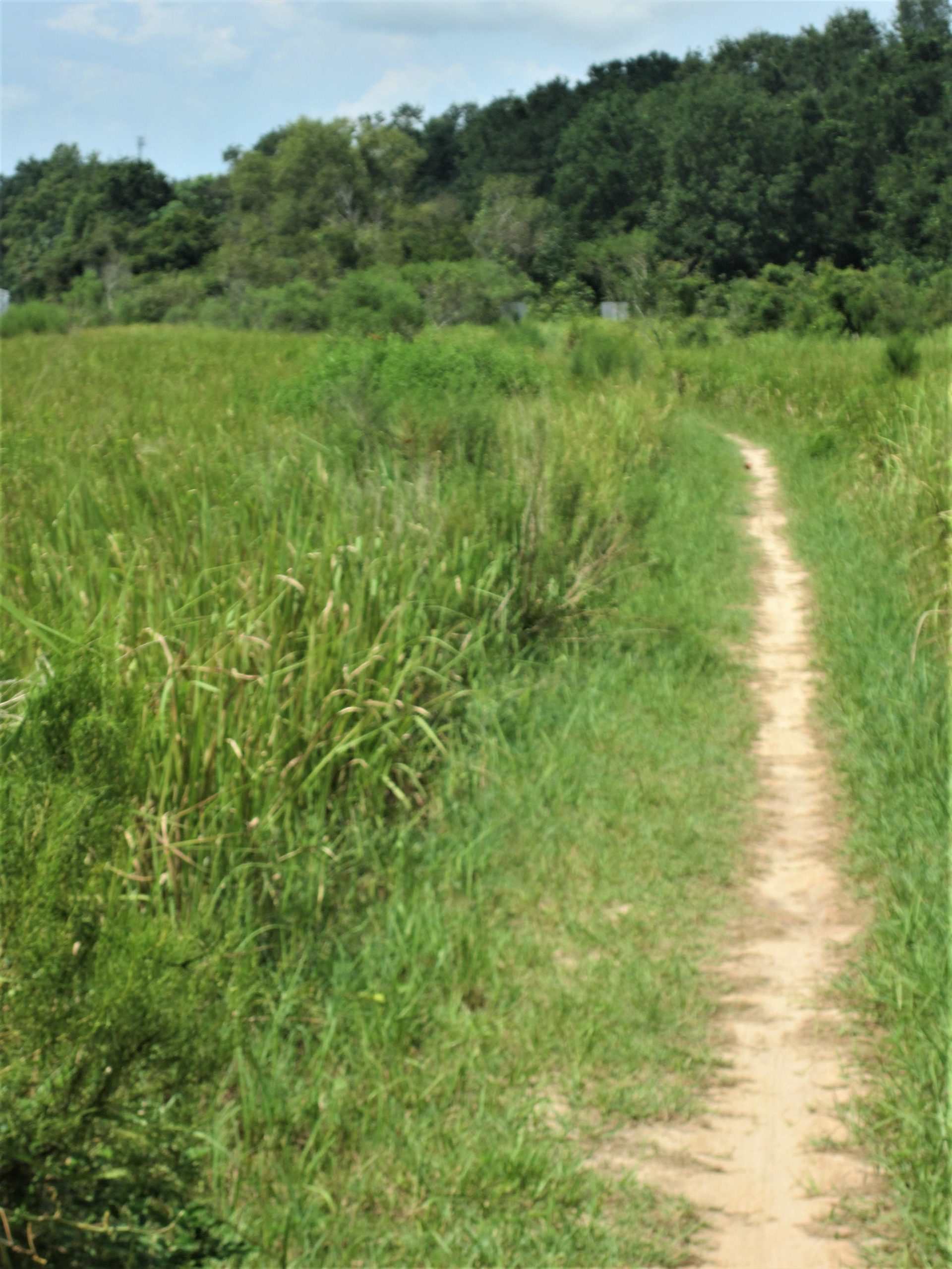 A winding dirt path through tall grass and vegetation, leading into a lush, green landscape with trees in the background under a partly cloudy sky. Loyce E. Harpe Park mountain bike trail.