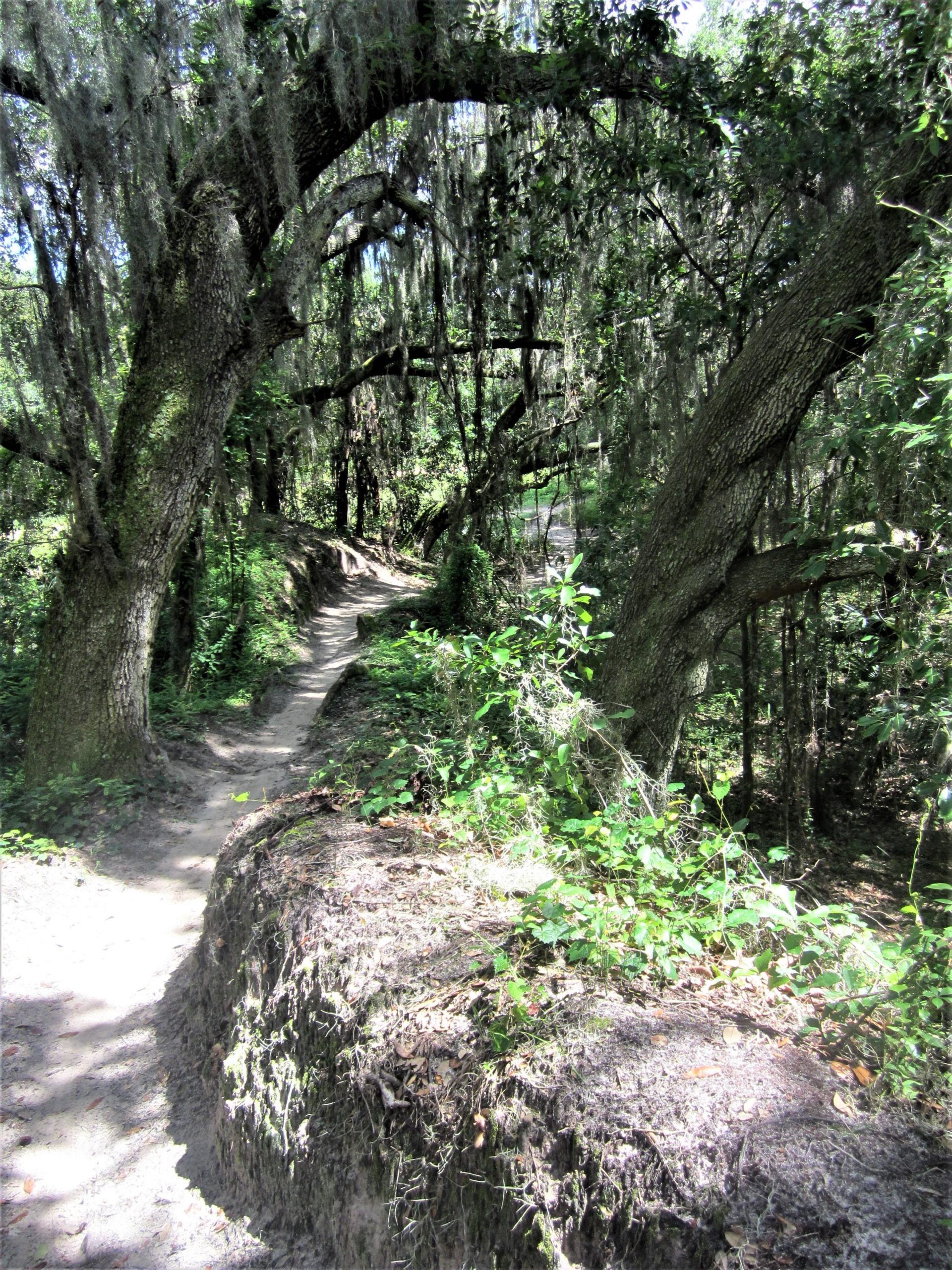 A winding dirt path bordered by lush greenery and two large trees draped with Spanish moss, surrounded by dense foliage in a sunlit forest. Loyce E. Harpe Park mountain bike trail.