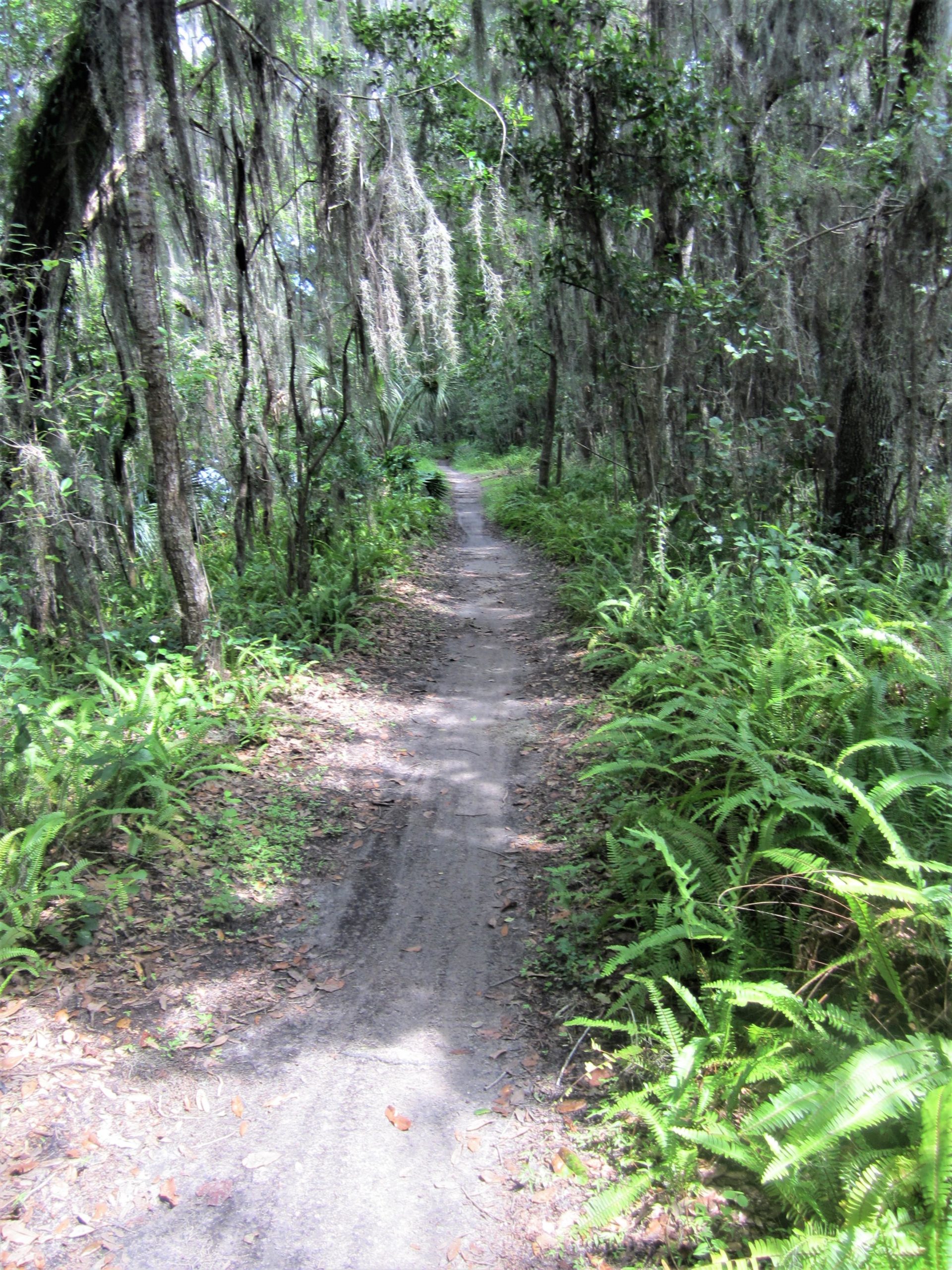A winding dirt path through a lush, green forest with trees draped in Spanish moss, surrounded by ferns and undergrowth. Sunlight filters through the leaves, creating dappled shadows along the trail. Loyce E. Harpe Park mountain bike trail.