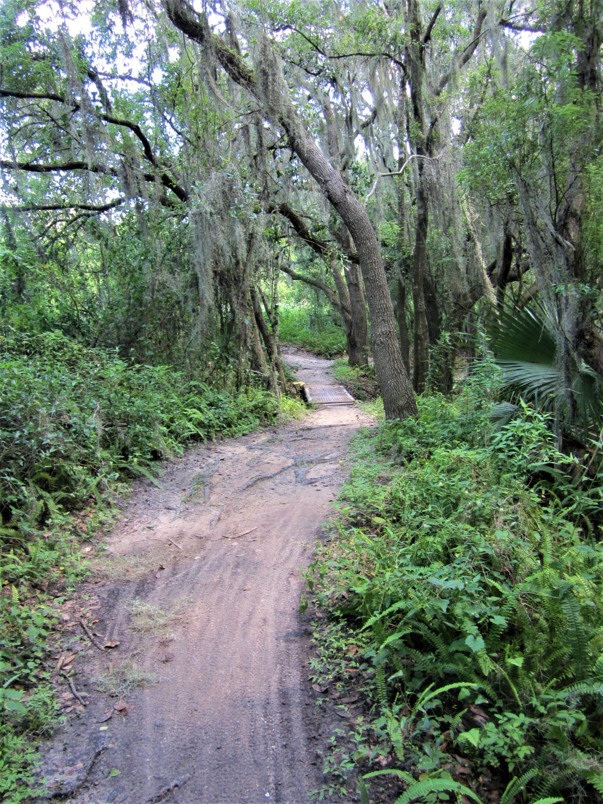 A sandy path winding through a lush green forest, flanked by tall trees draped with Spanish moss and dense undergrowth. The scene is tranquil and shaded, inviting exploration in a natural setting. Loyce E. Harpe Park mountain bike trail.