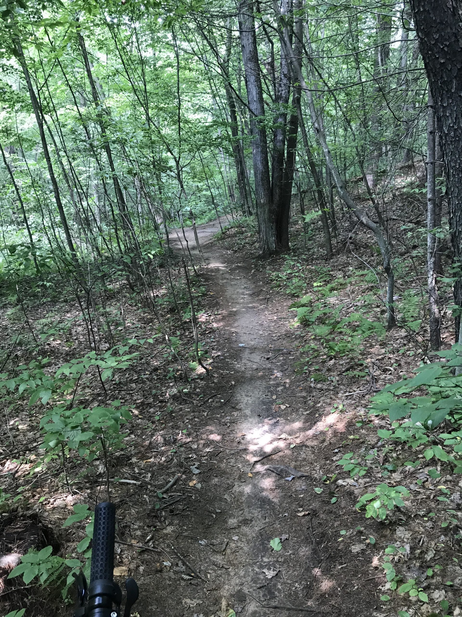 A dirt path winding through a lush green forest, surrounded by tall trees and dense foliage. Sunlight filters through the leaves, creating patches of light and shadow on the trail. A portion of a bicycle handlebar is visible in the foreground, suggesting the scene is set for biking or hiking. Luther Forest mountain bike trail.