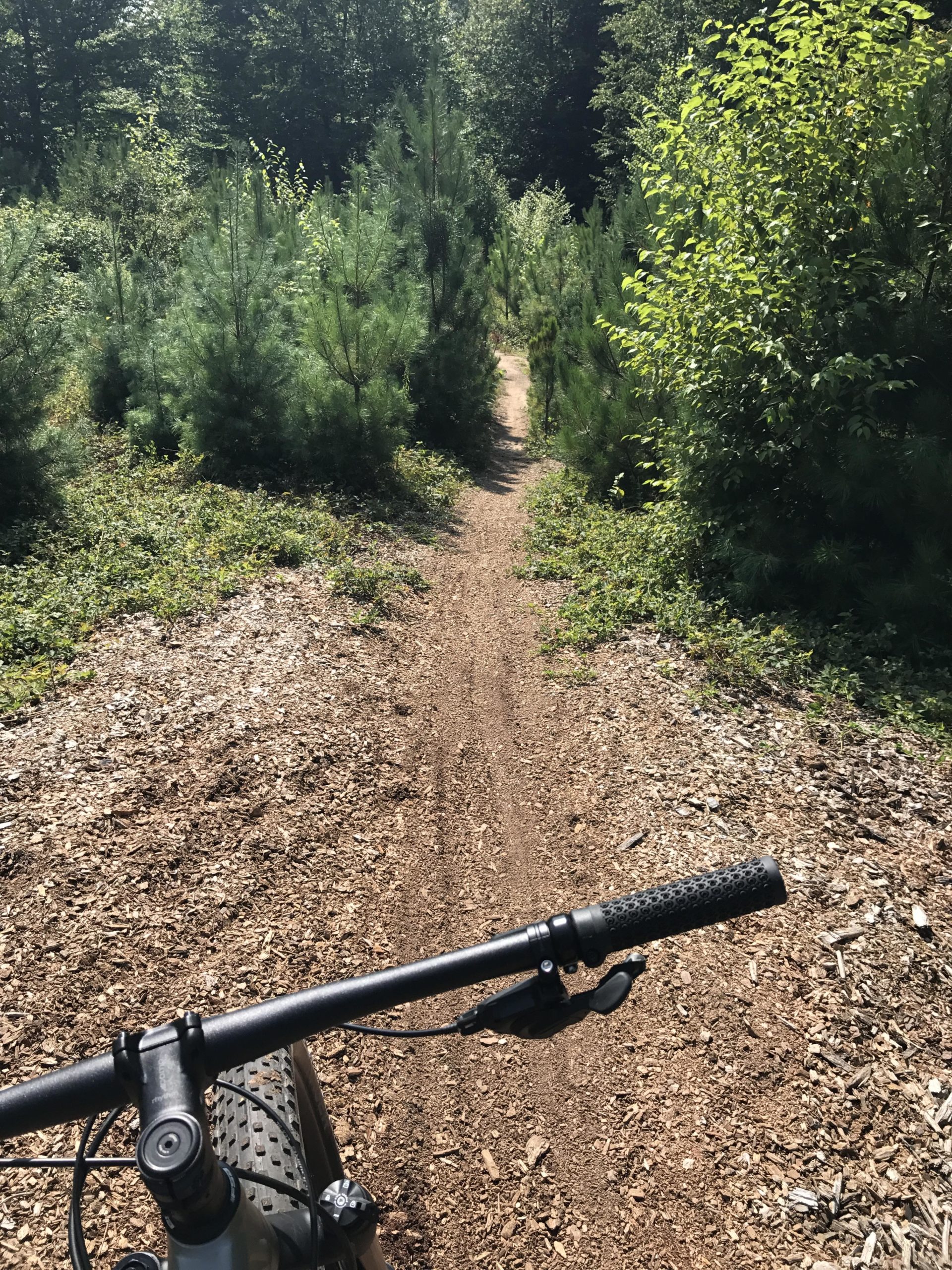 A view from the handlebars of a mountain bike, looking down a dirt trail surrounded by young green pine trees and lush foliage, suggesting a serene outdoor adventure in a wooded area. Luther Forest mountain bike trail.