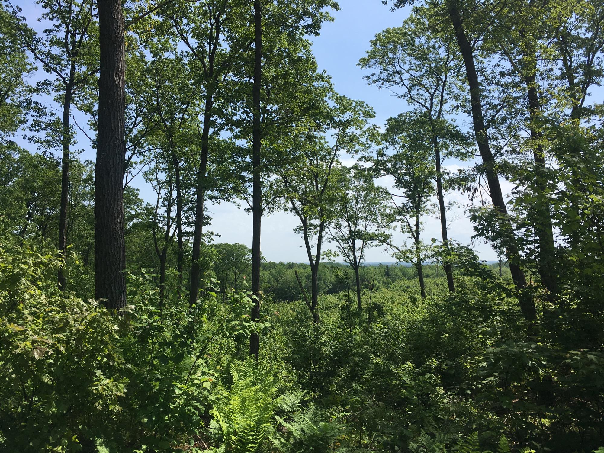 A serene view of a lush green forest with tall trees reaching towards a clear blue sky. The foreground features dense underbrush, including various shades of green foliage and ferns, while the landscape stretches into the background, revealing more trees and distant hills. Levis Mounds mountain bike trail.