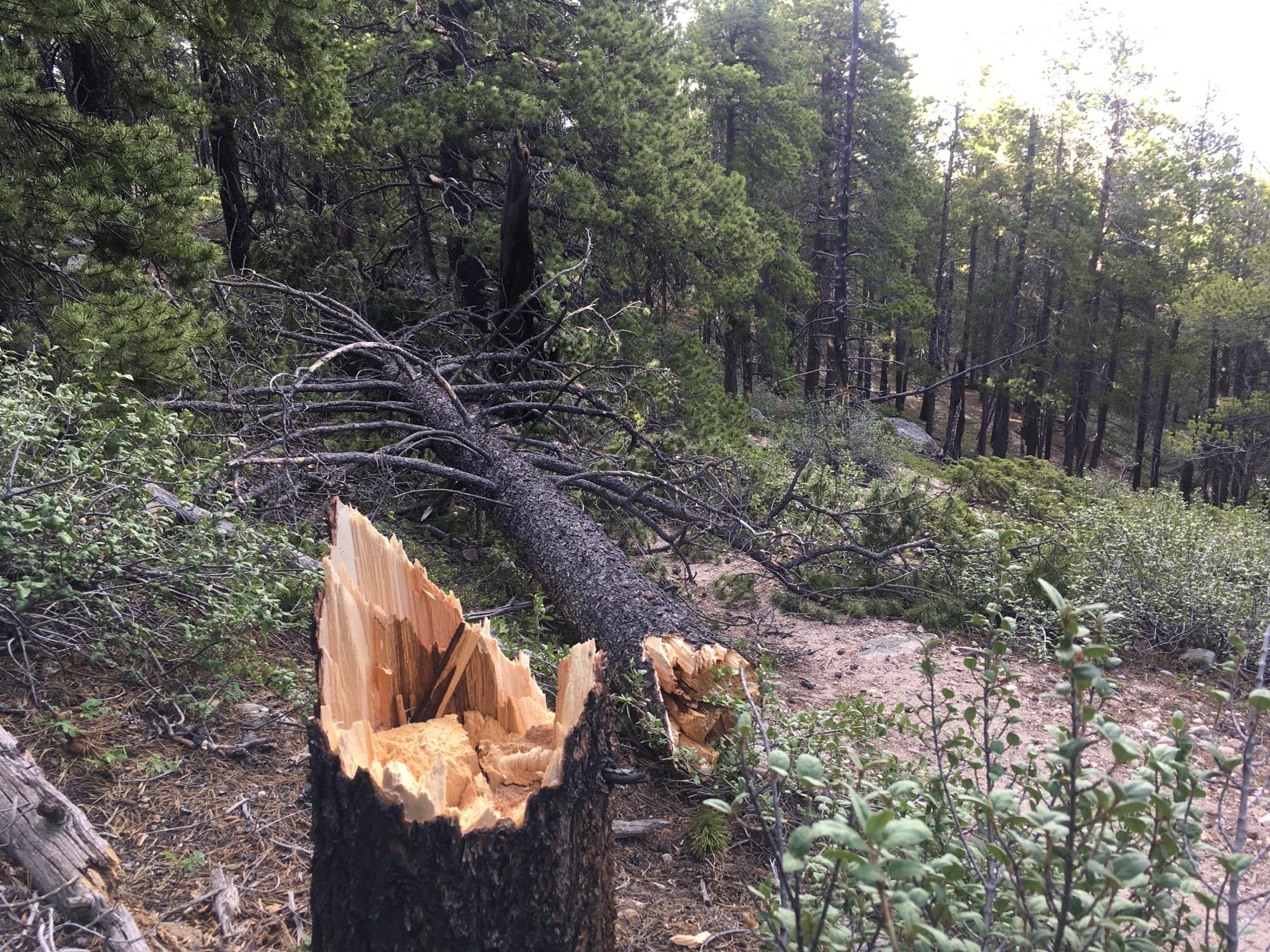 A close-up view of a freshly broken tree stump with jagged edges, surrounded by fallen branches and greenery in a forested area. The background features tall trees and a natural landscape, indicating a serene outdoor environment. Colorado Trail: Mt. Shavano thd to Chalk Creek thd mountain bike trail.