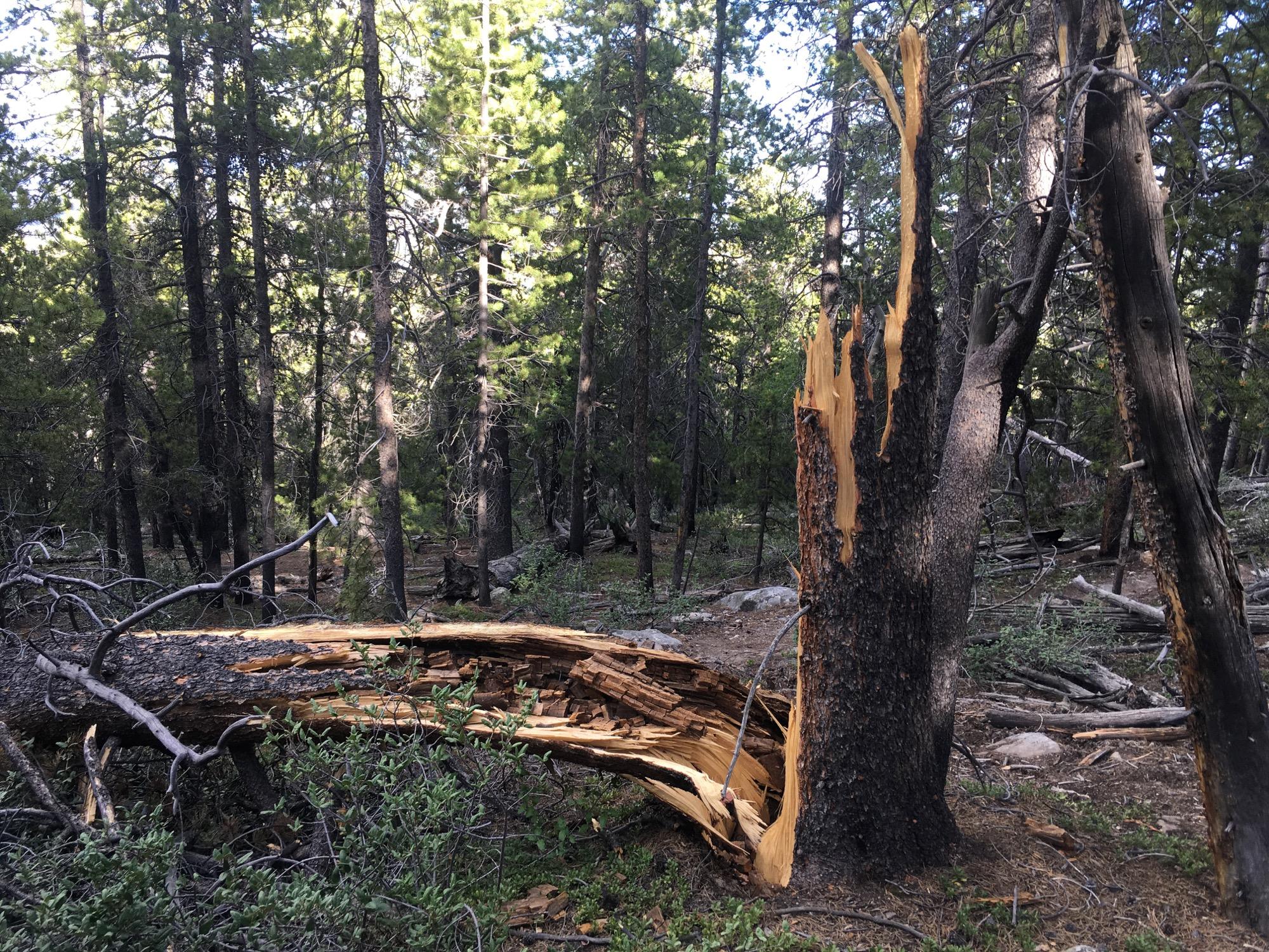 An image of a forest scene featuring a fallen tree with a jagged break, surrounded by tall pine trees and underbrush. Sunlight filters through the foliage, casting a dappled light on the ground. The broken tree trunk shows exposed, light-colored wood on the inside, indicating recent damage. Colorado Trail: Mt. Shavano thd to Chalk Creek thd mountain bike trail.