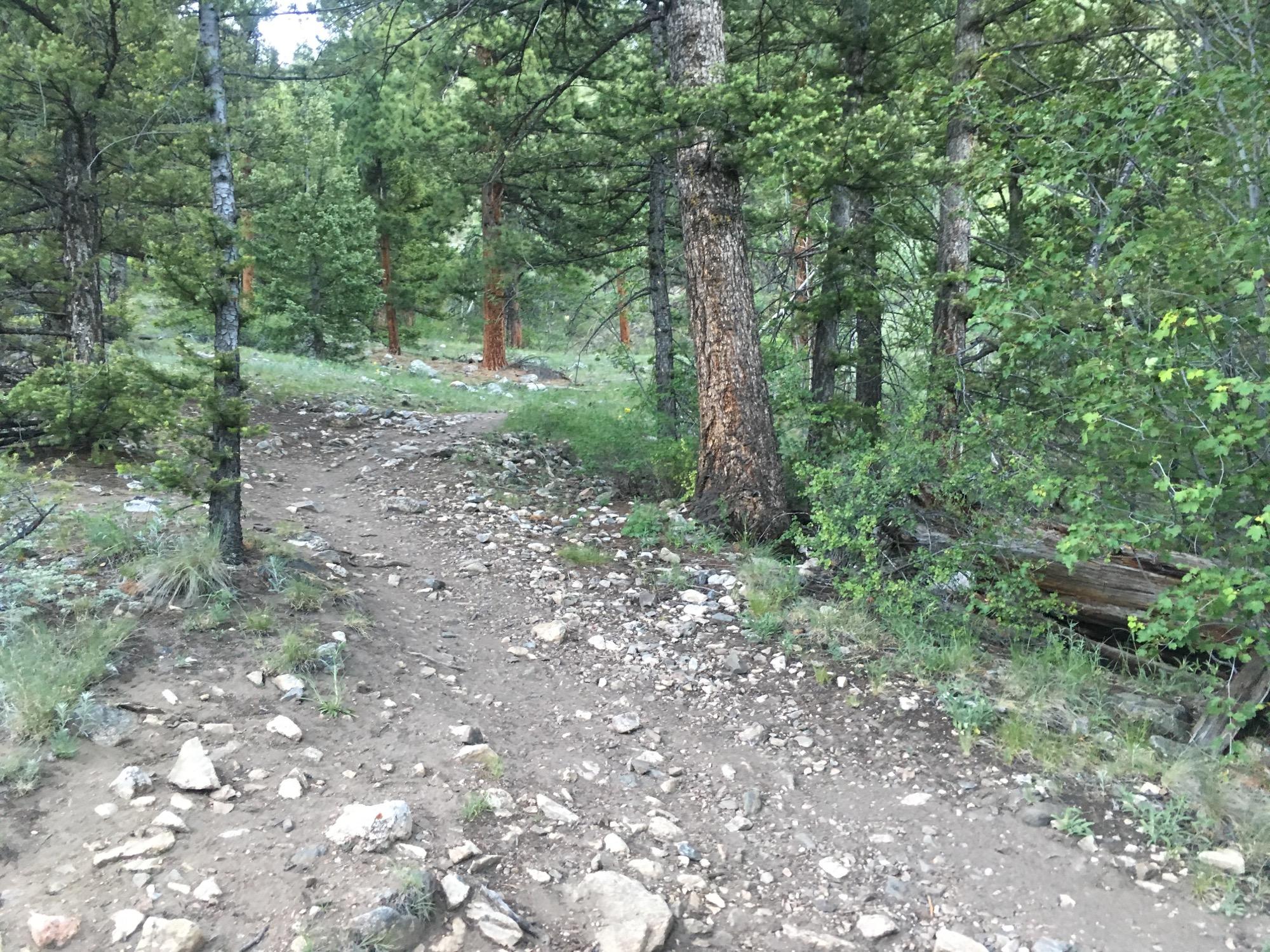 A winding dirt trail surrounded by lush greenery and trees, featuring a rocky surface and patches of grass. The scene depicts a peaceful forest setting, inviting outdoor exploration. Colorado Trail: Hwy 50 to Mt. Shavano Trailhead mountain bike trail.