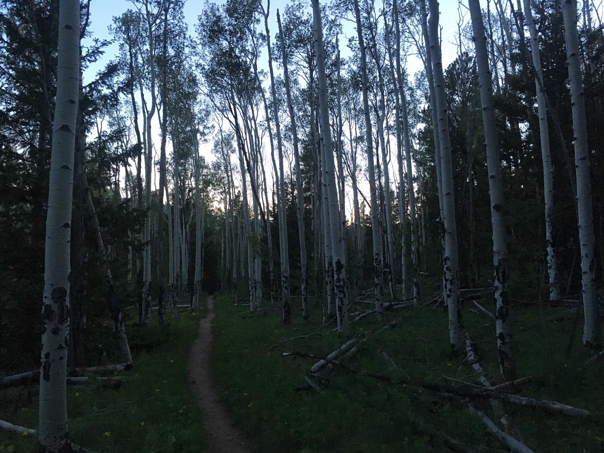 A narrow dirt path winds through a forest of tall, slender aspen trees with white bark, surrounded by lush green grass and fallen branches. The scene is illuminated by twilight, with soft light filtering through the trees and a darkening sky above. Colorado Trail: Hwy 50 to Mt. Shavano Trailhead mountain bike trail.