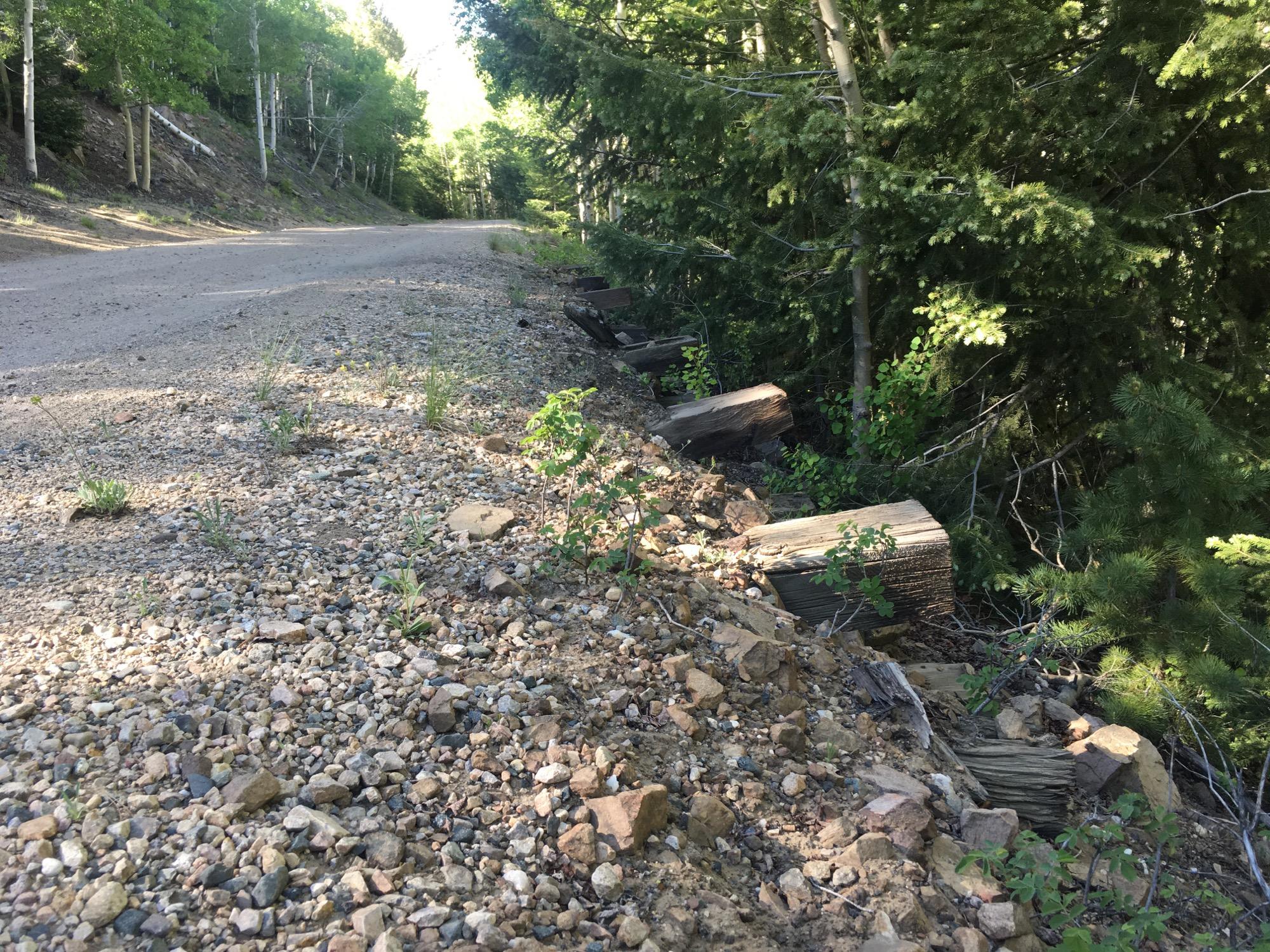 A gravel road bordered by green foliage and trees, with small plants and rocks scattered along the side. Some wooden logs are visible near the edge of the forest. The scene is peaceful and natural, indicating a remote outdoor area. Marshall Pass Road / #200 / #203 / #243 mountain bike trail.