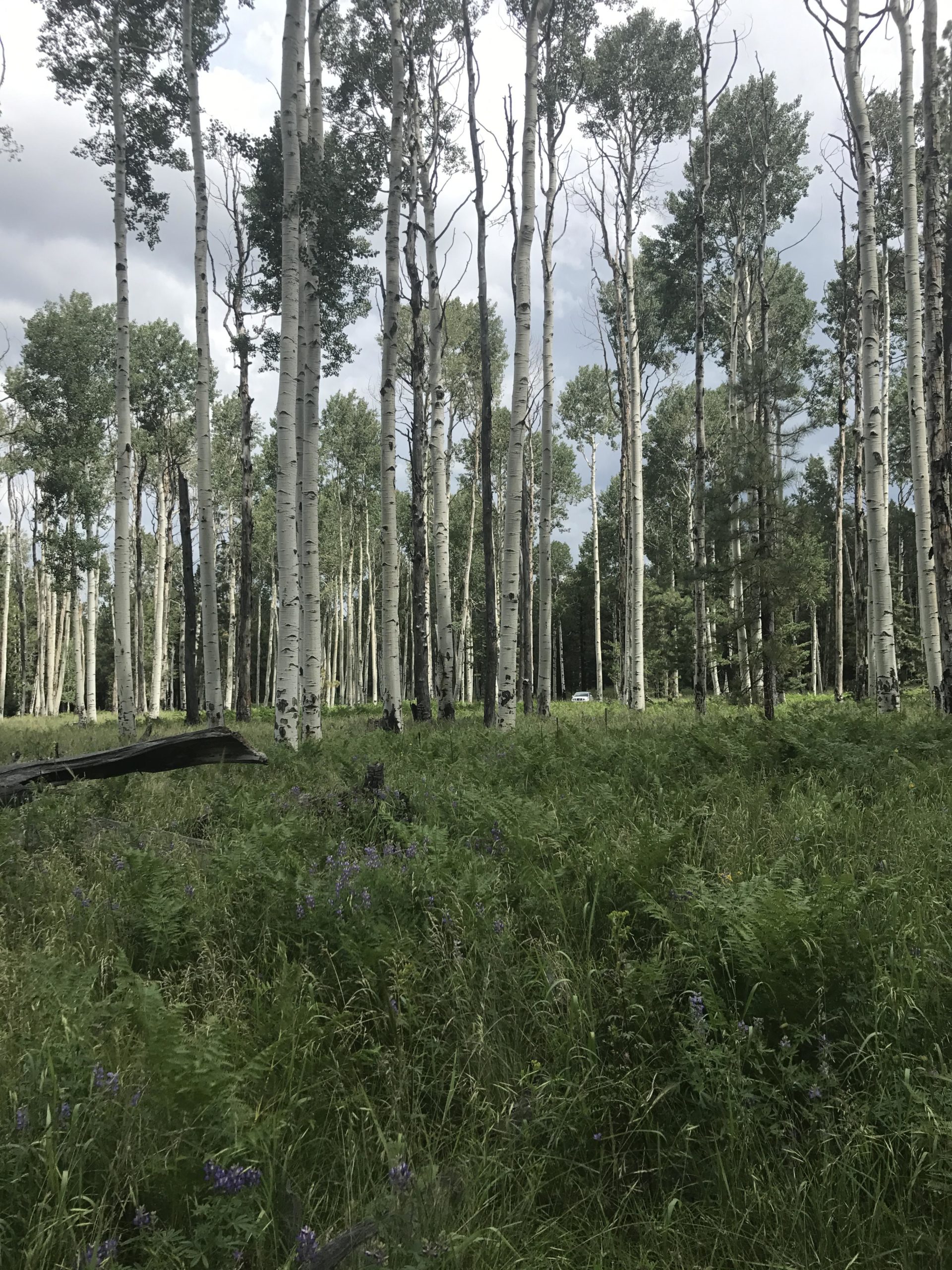 A serene forest scene featuring tall, slender aspen trees with white bark and green leaves. The ground is covered in lush ferns and scattered purple wildflowers, set against a backdrop of partly cloudy skies. Arizona Trail: Flagstaff mountain bike trail.