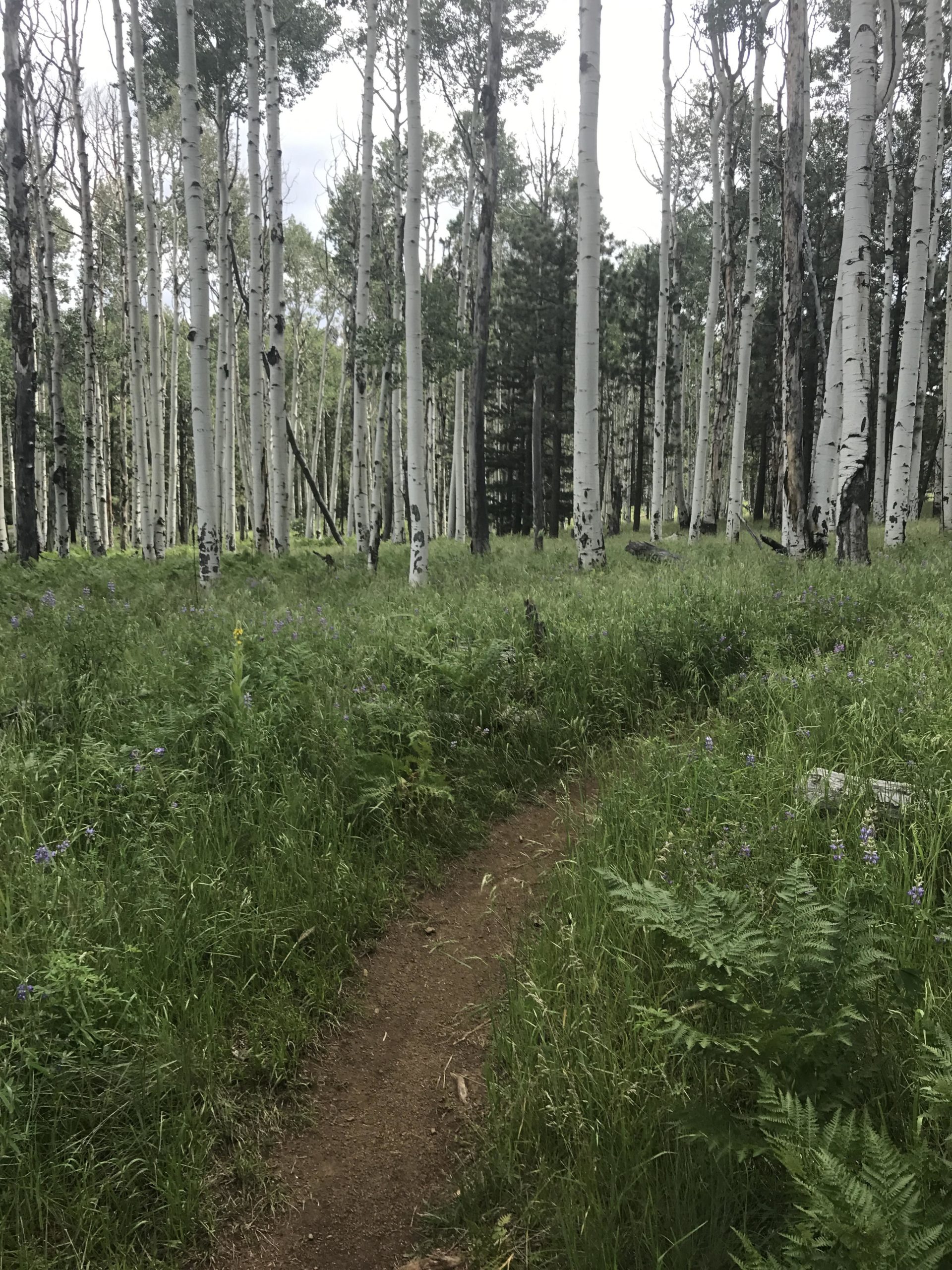 A scenic forest path winding through a grove of tall, white-barked aspen trees, surrounded by lush green grass and wildflowers. The sky is partly cloudy, adding to the serene atmosphere of the natural setting. Arizona Trail: Flagstaff mountain bike trail.
