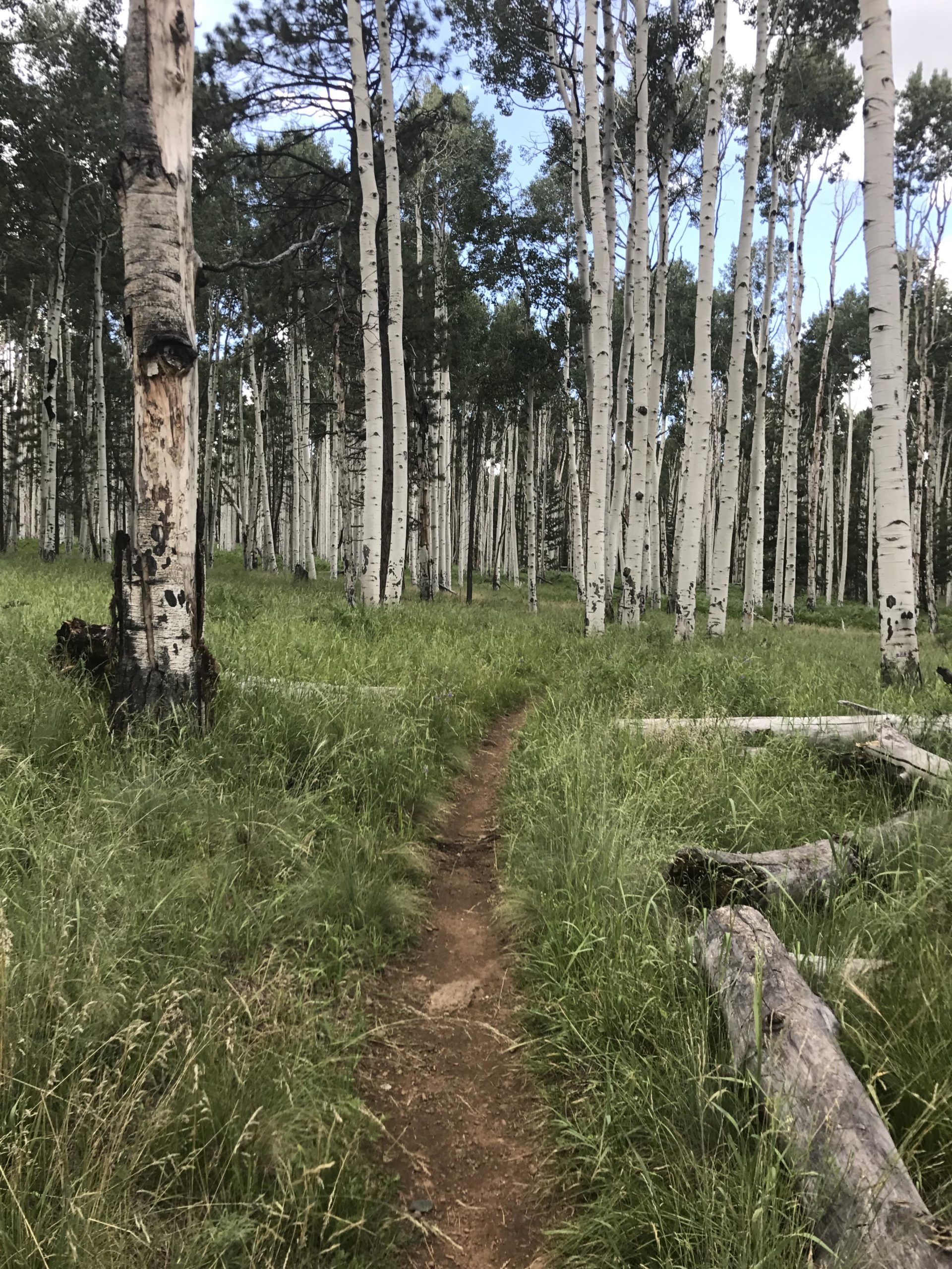 A narrow dirt path winds through a dense forest of tall, white-barked trees with green foliage and grassy undergrowth. Sunlight filters through the leaves, creating a serene and peaceful atmosphere. Arizona Trail: Flagstaff mountain bike trail.