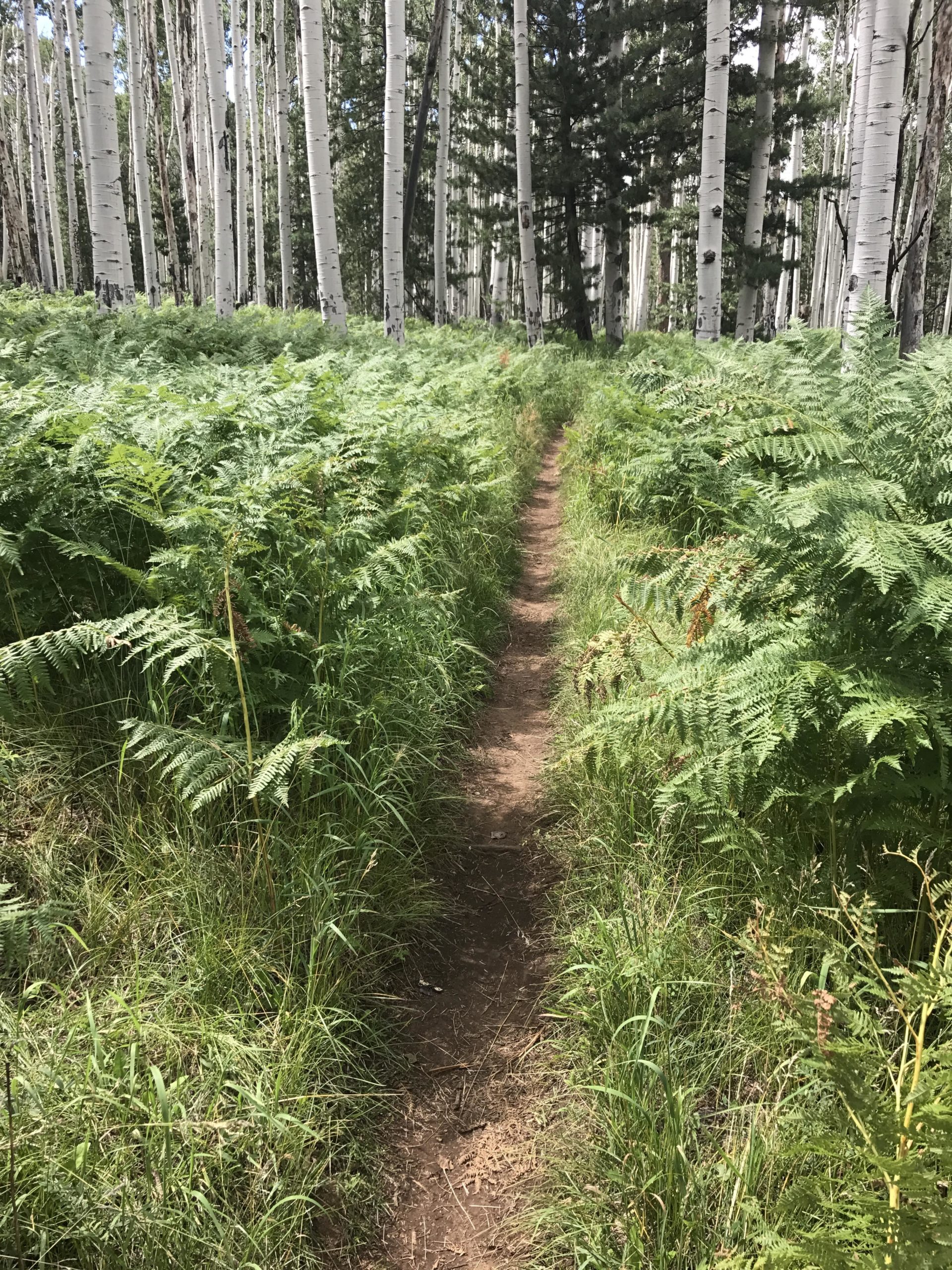 A narrow dirt path winding through a lush green forest, bordered by tall ferns and slender white-barked trees. Sunlight filters through the leaves, creating a serene and inviting atmosphere. Arizona Trail: Flagstaff mountain bike trail.