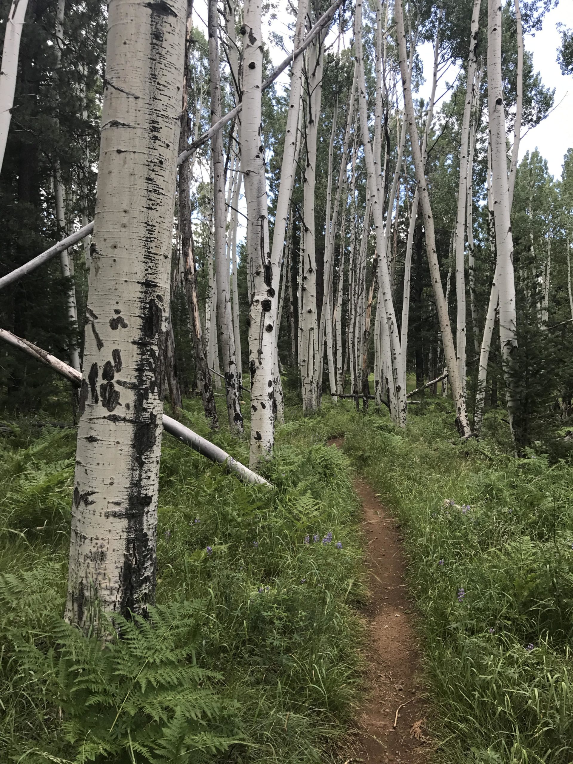 A winding dirt path through a serene forest of tall, white-barked aspen trees, surrounded by lush green ferns and scattered wildflowers. The sunlight filters through the leaves, creating a peaceful, natural atmosphere. Arizona Trail: Flagstaff mountain bike trail.