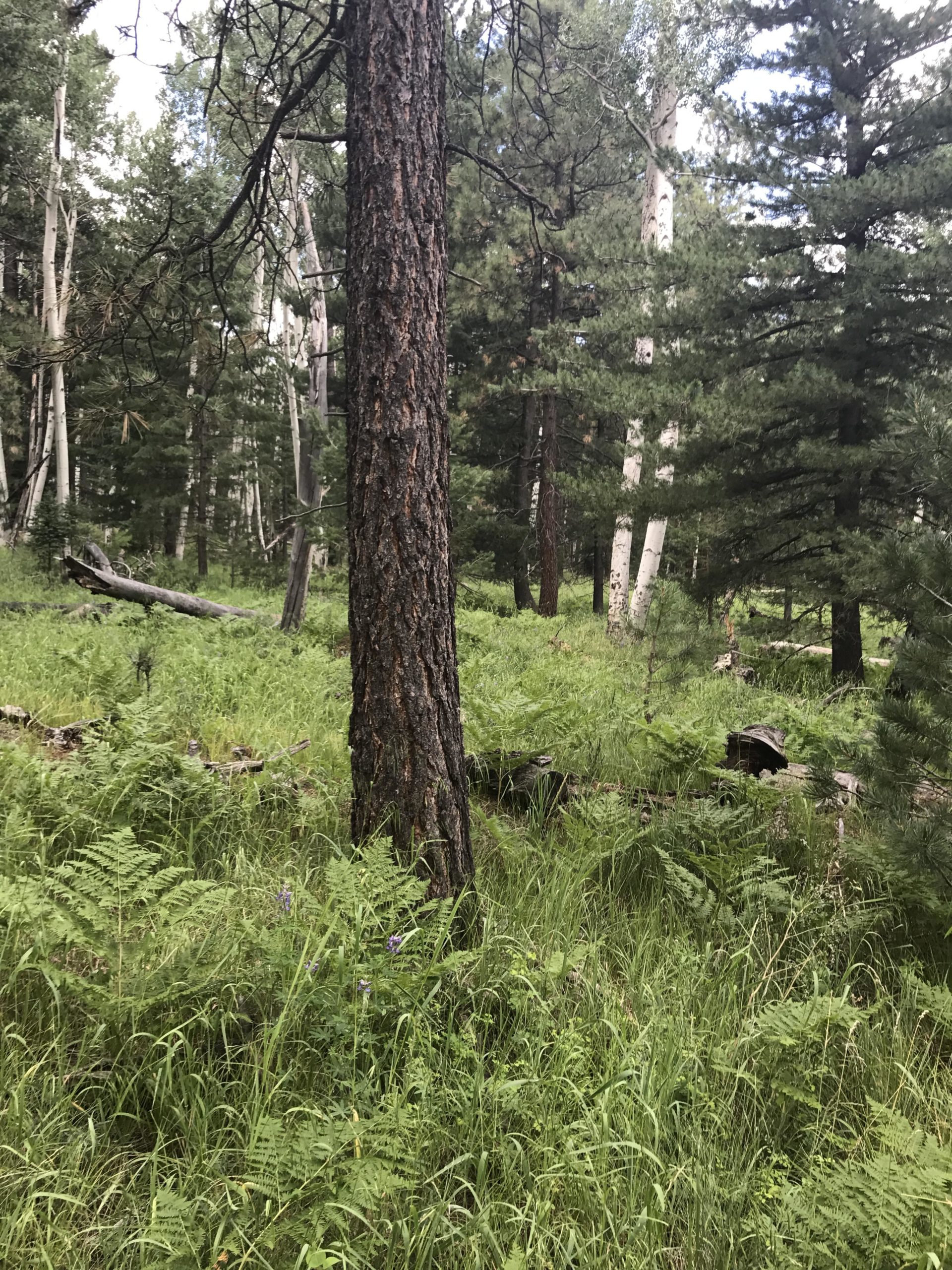 A serene forest scene showcasing a tall tree with a rough bark texture surrounded by lush green ferns and grass. In the background, a mix of coniferous trees and aspen trees create a vibrant, natural environment, while scattered logs and undergrowth add to the woodland atmosphere. Arizona Trail: Flagstaff mountain bike trail.