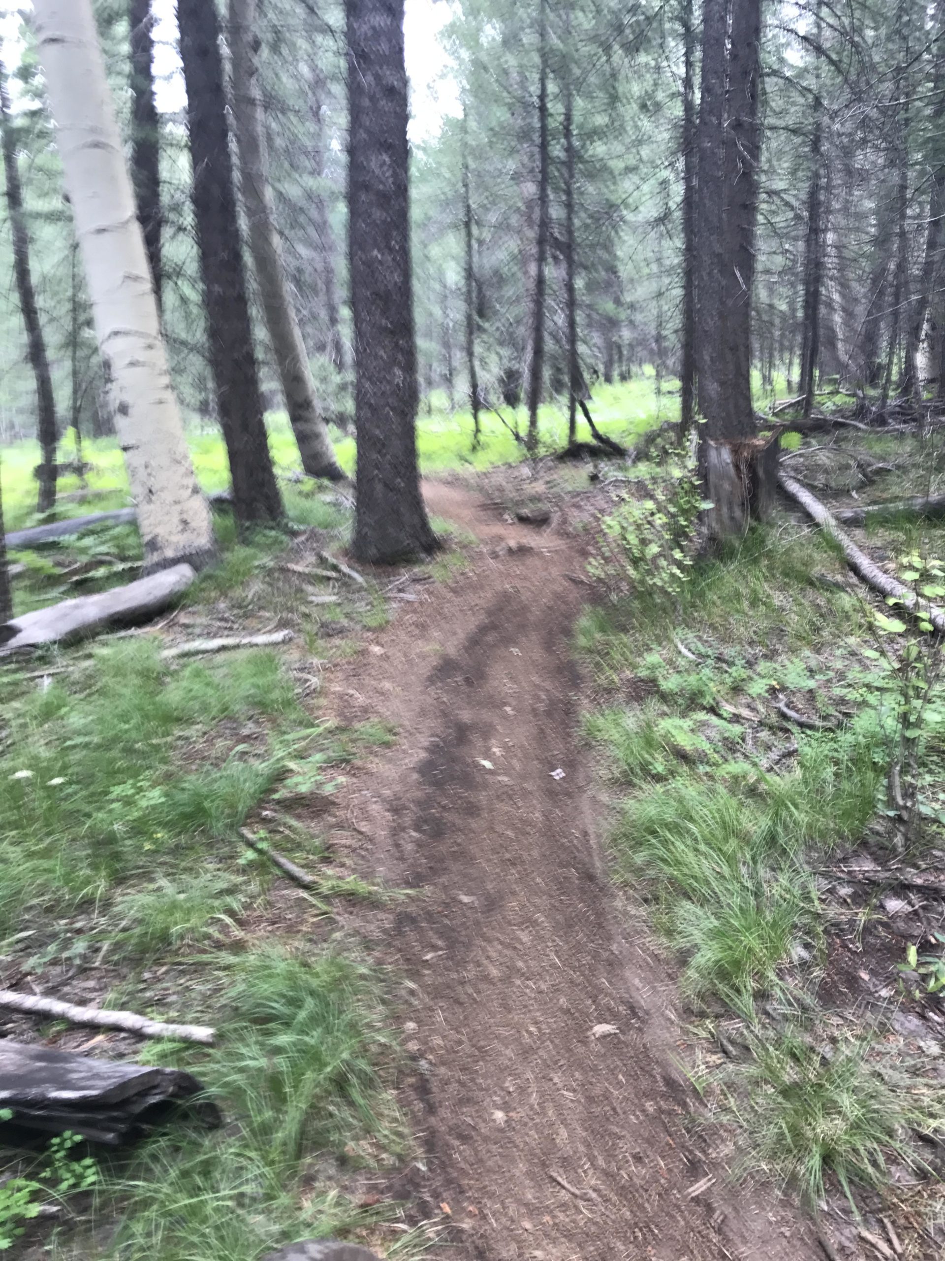 A narrow dirt path winding through a lush green forest with tall trees, some of which have white bark. The trail is surrounded by grass and fallen branches, creating a serene and natural atmosphere. Arizona Trail: Flagstaff mountain bike trail.