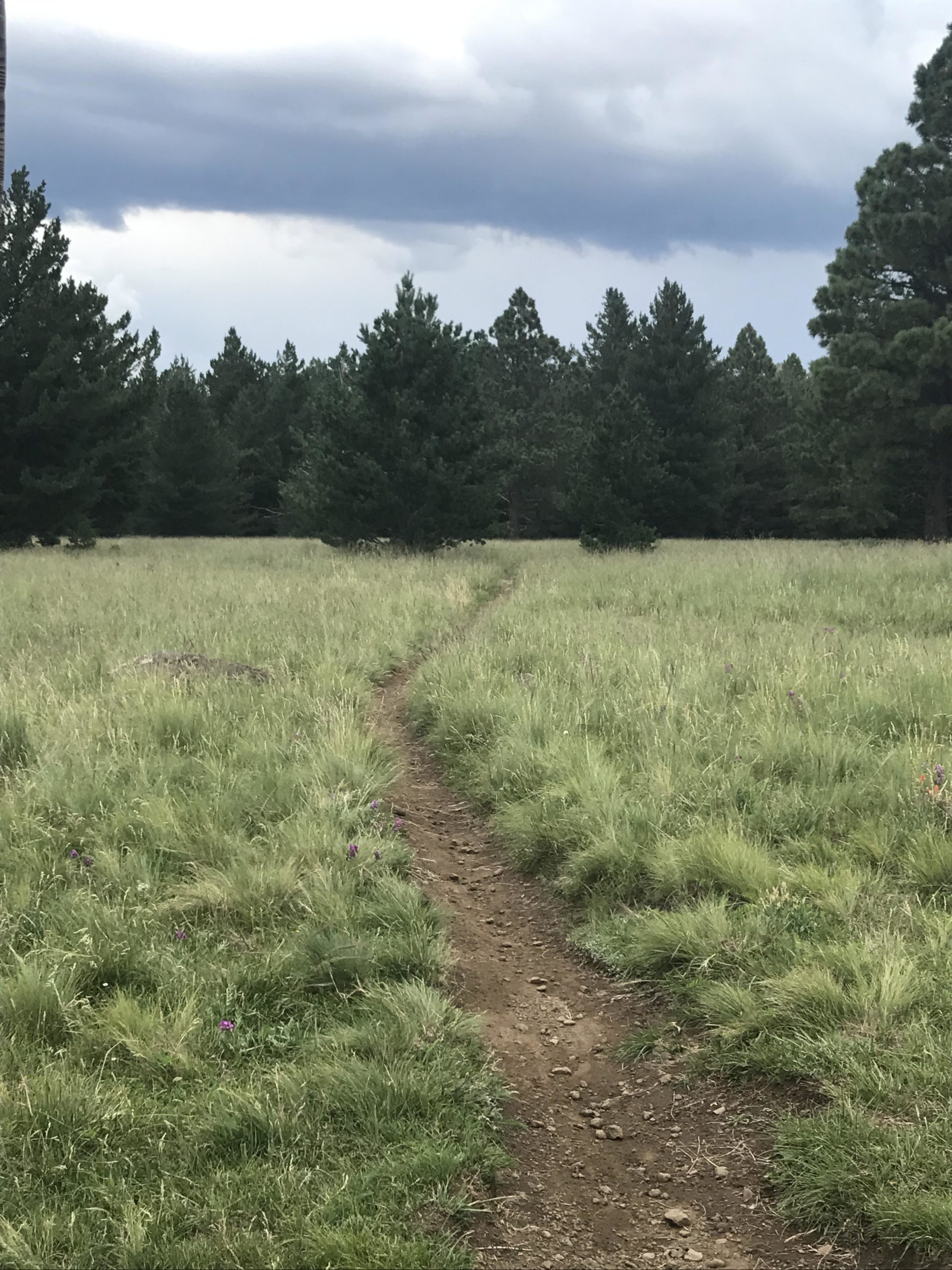 A dirt path winding through a grassy field, leading into a dense forest of evergreen trees under a cloudy sky. Arizona Trail: Flagstaff mountain bike trail.